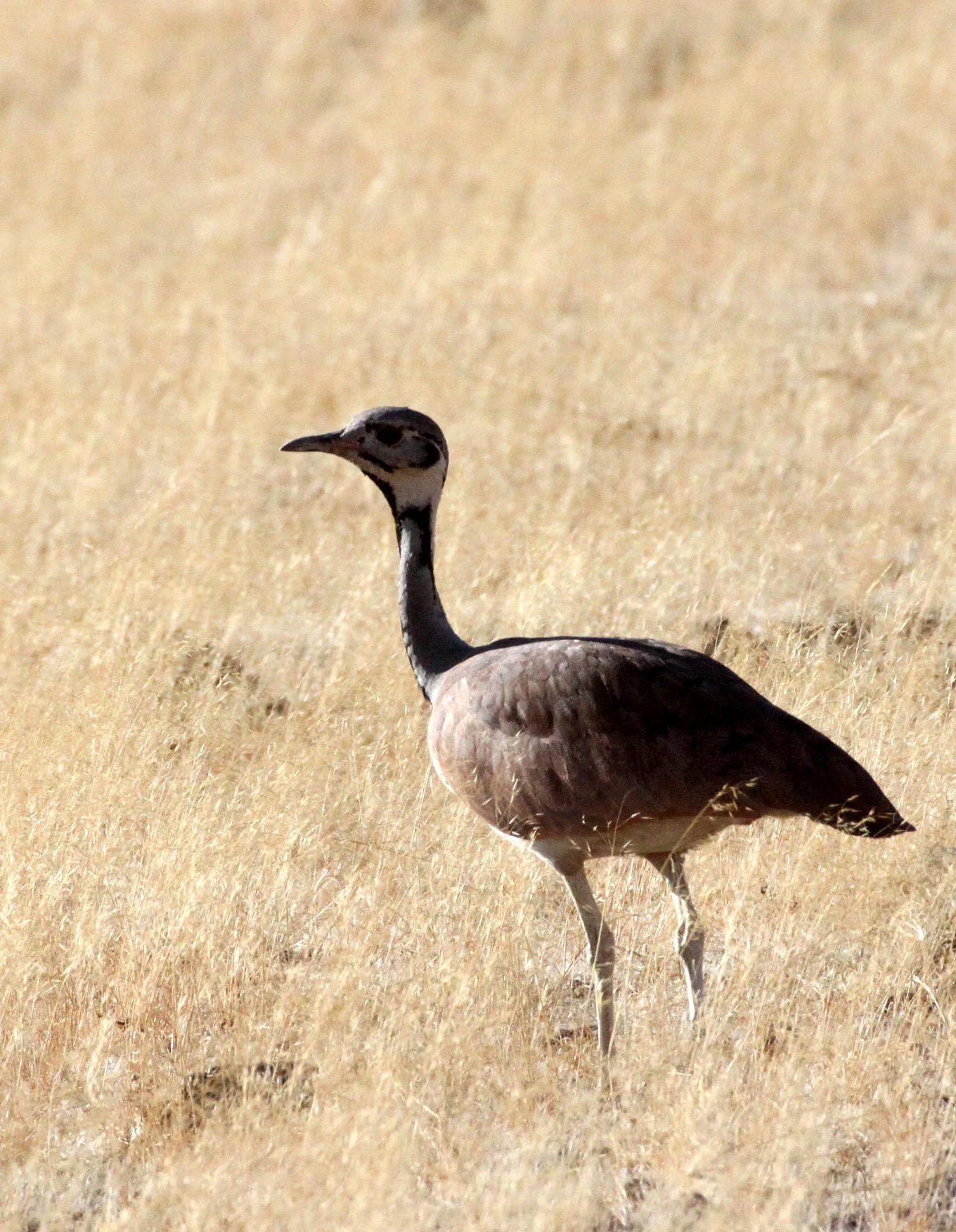 Ruppell's Korhaan (Eupodotis reupellii) Damaraland Namibia (1).JPG