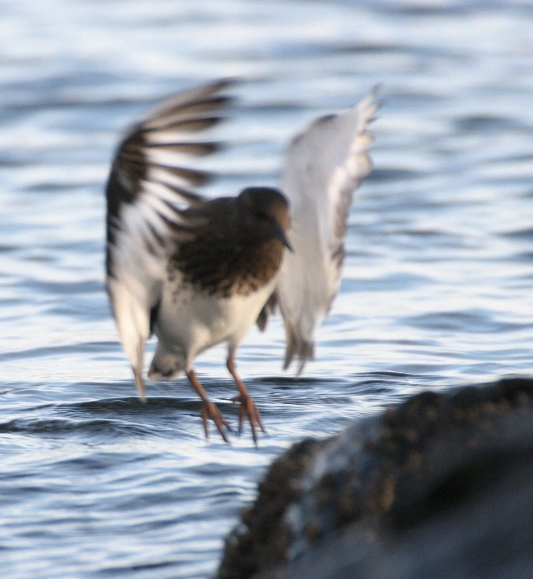 BIRD - TURNSTONE - BLACK TURNSTONE - PA HARBOR (39).jpg