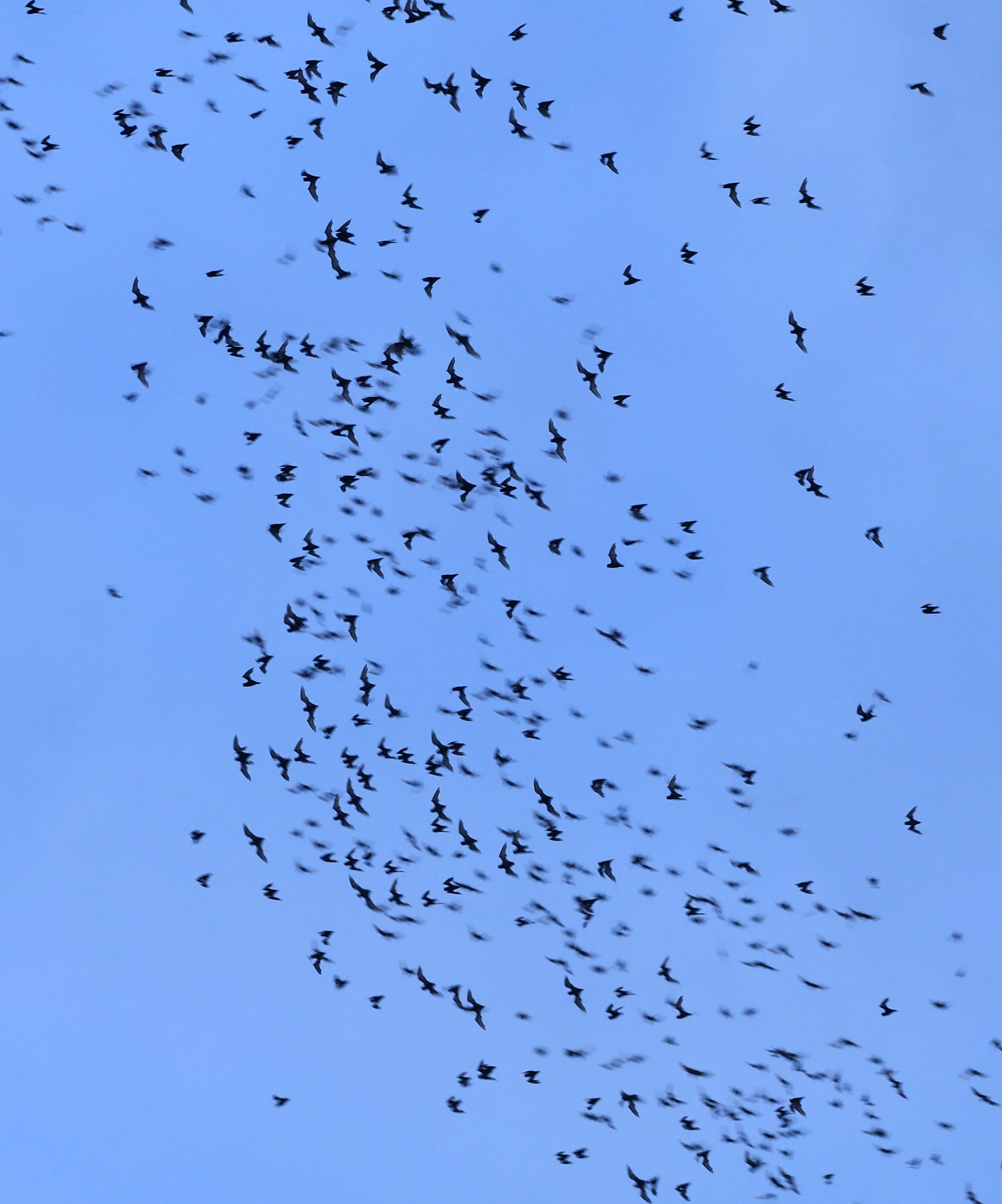Khao Nor Khao Kaew Bat Viewing Nakhon Sawan (39).jpg