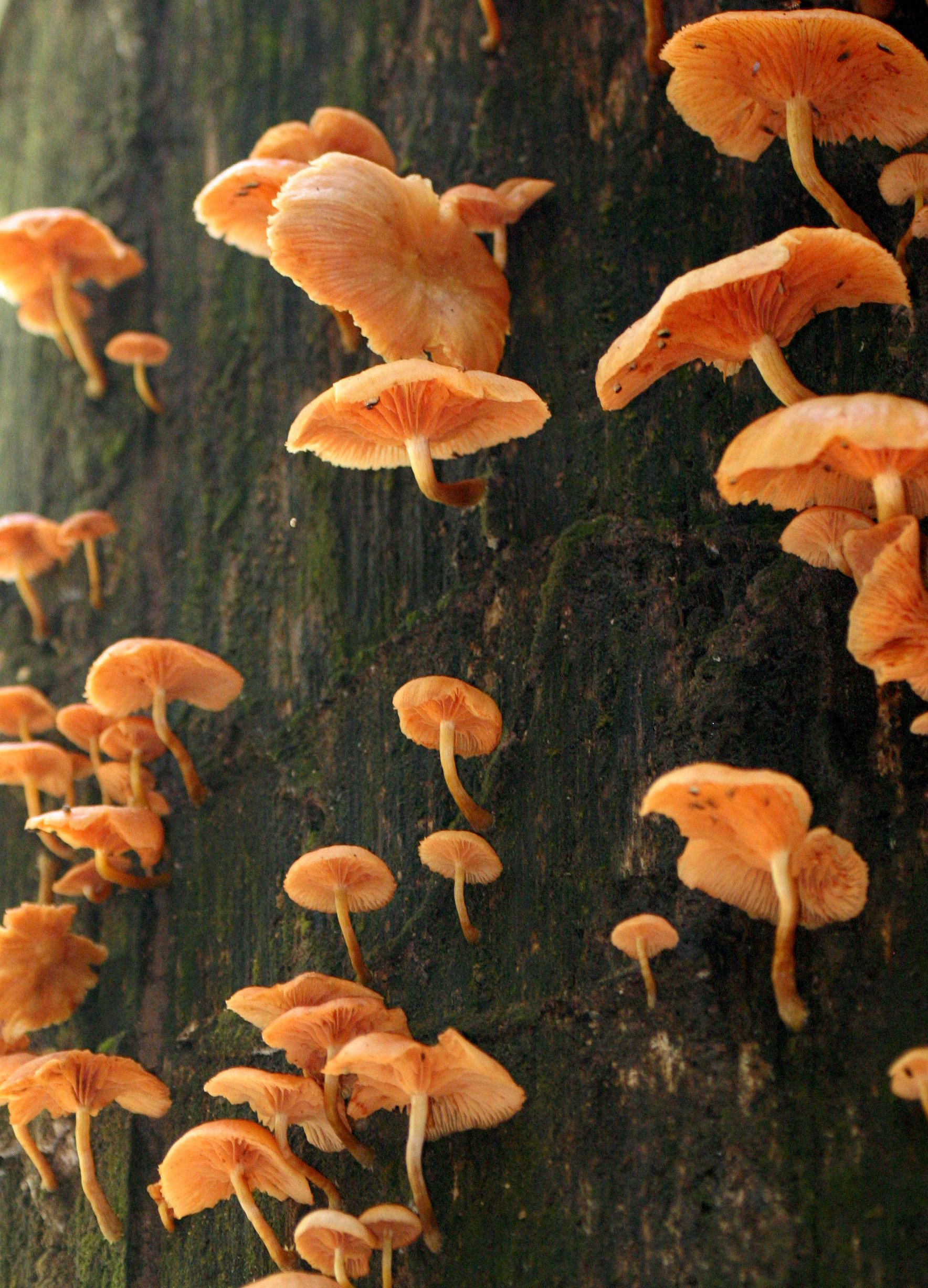 KHAO YAI NATIONAL PARK THAILAND - FUNGUS SPECIES C.JPG
