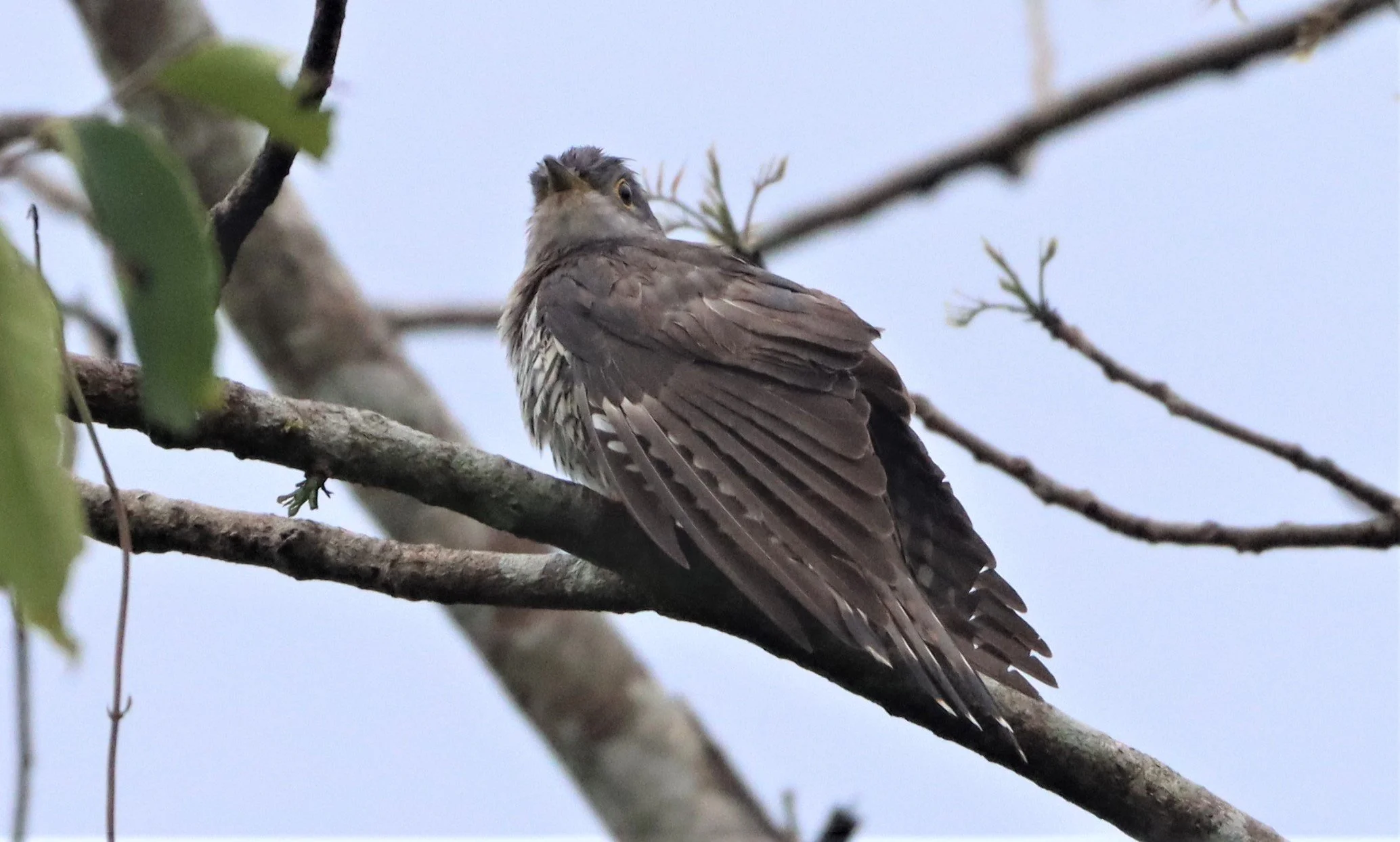 Indian Cuckoo (Cuculus micropterus) Kaeng Krachan NP Thailand (7).jpg