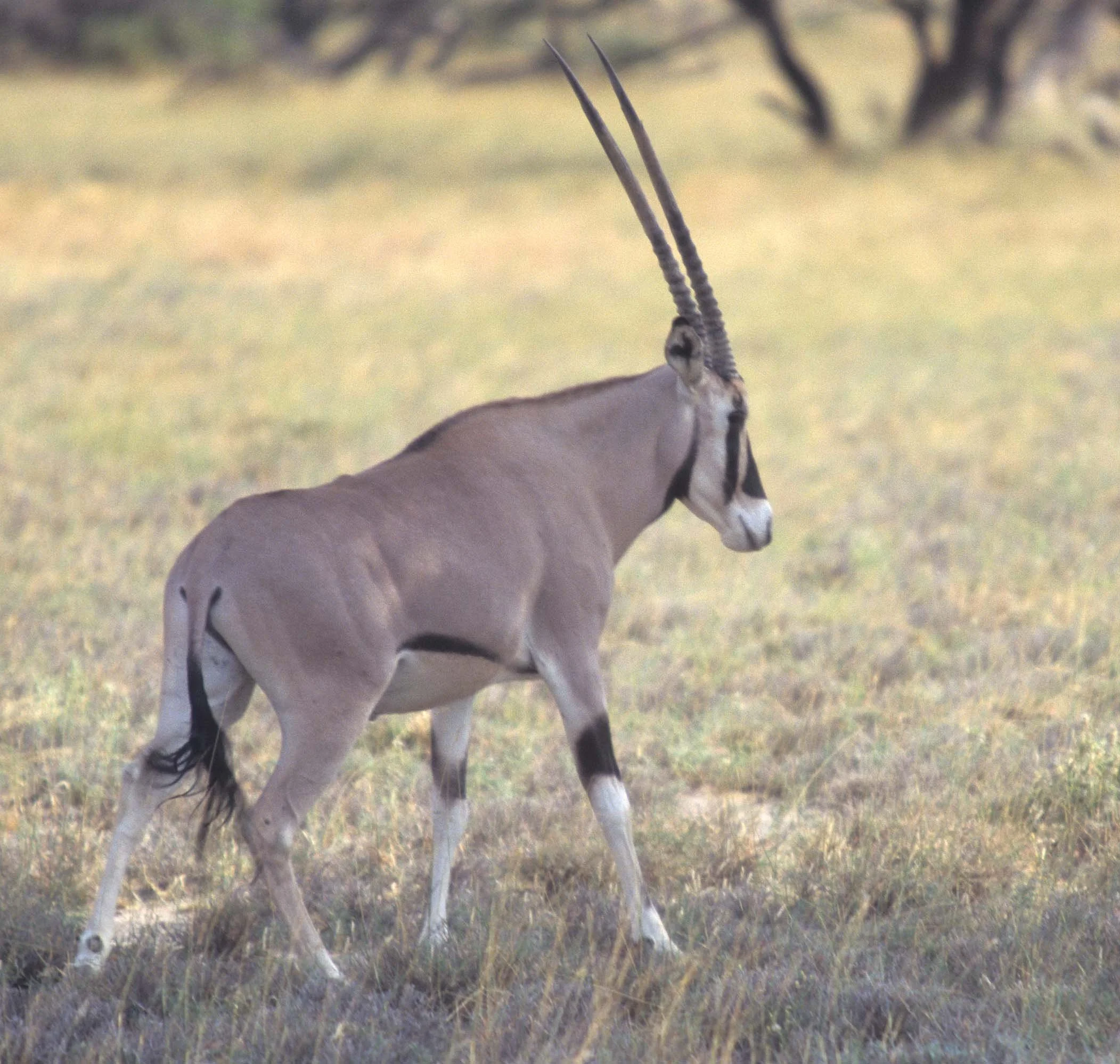 BOVID - ORYX - BEISA - SHABA.jpg