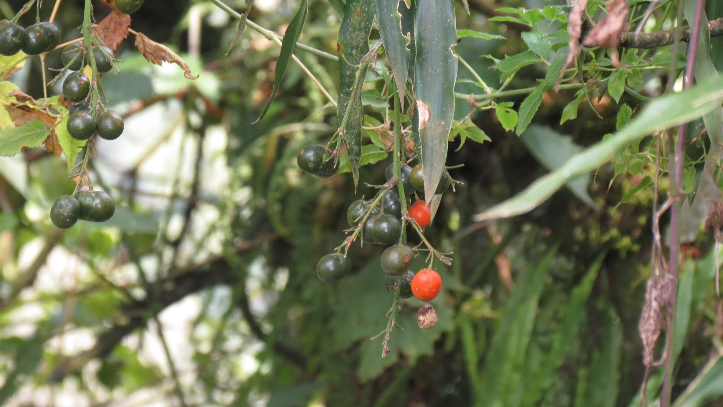 RWENZORI NATIONAL PARK UGANDA (281).JPG