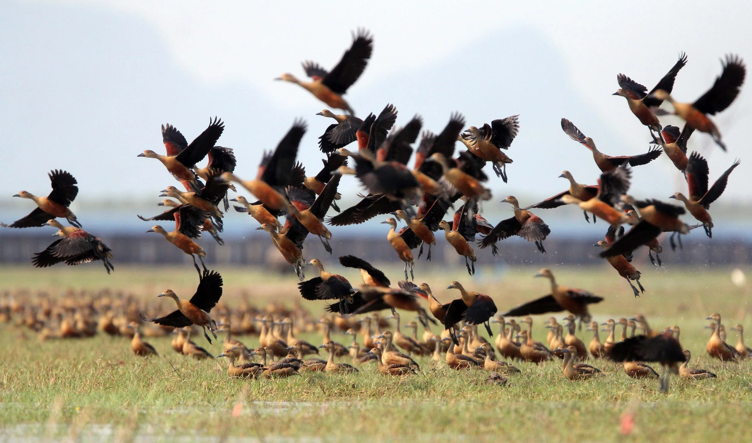 DUCK - LESSER WHISTLING DUCK  - Dendrocygna javanica - THALE NOI WATERBIRD PARK - PHATTHALUNG (69).JPG