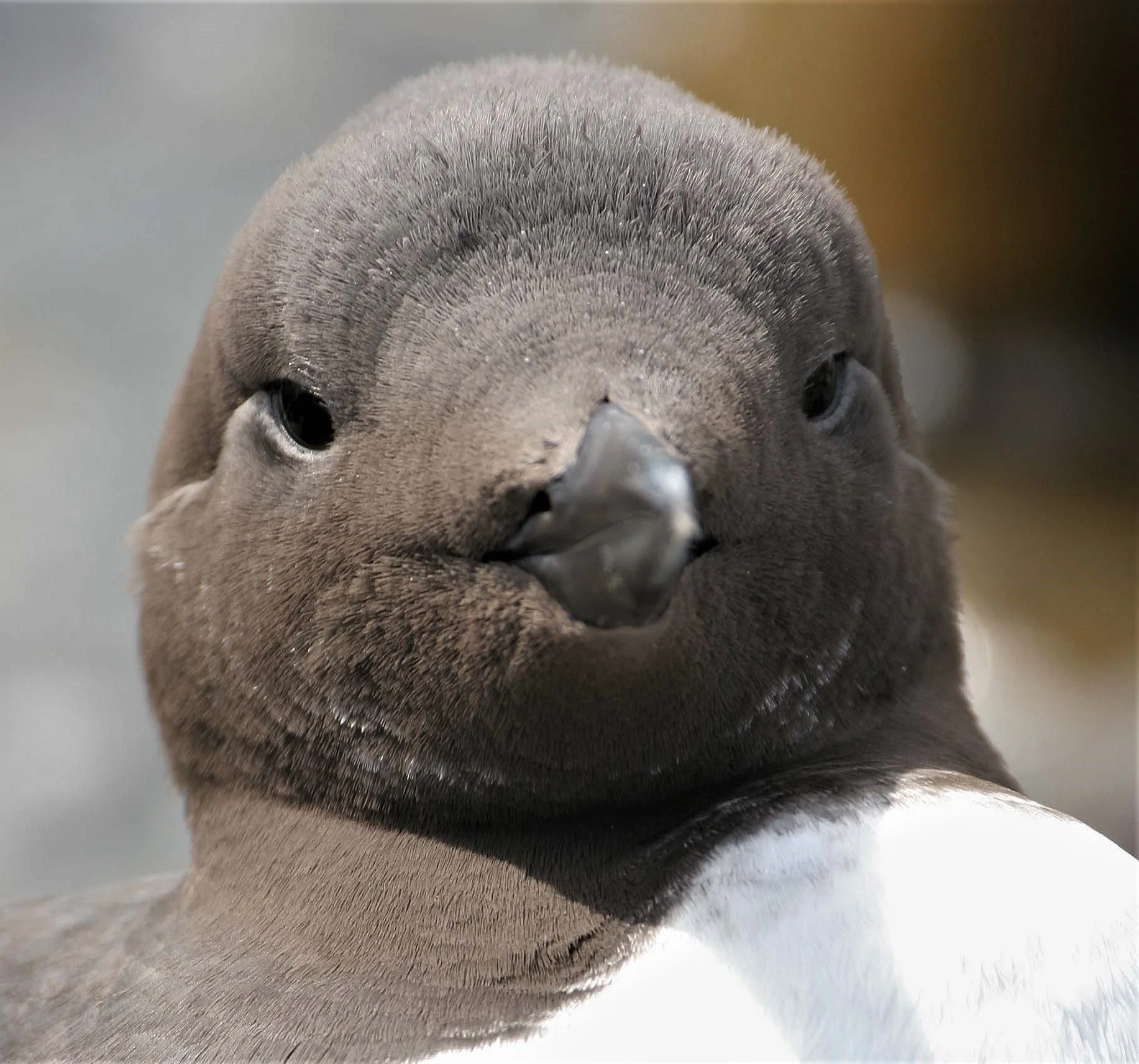 Uria aalge - COMMON MURRE - FRESHWATER BAY aa3.jpg