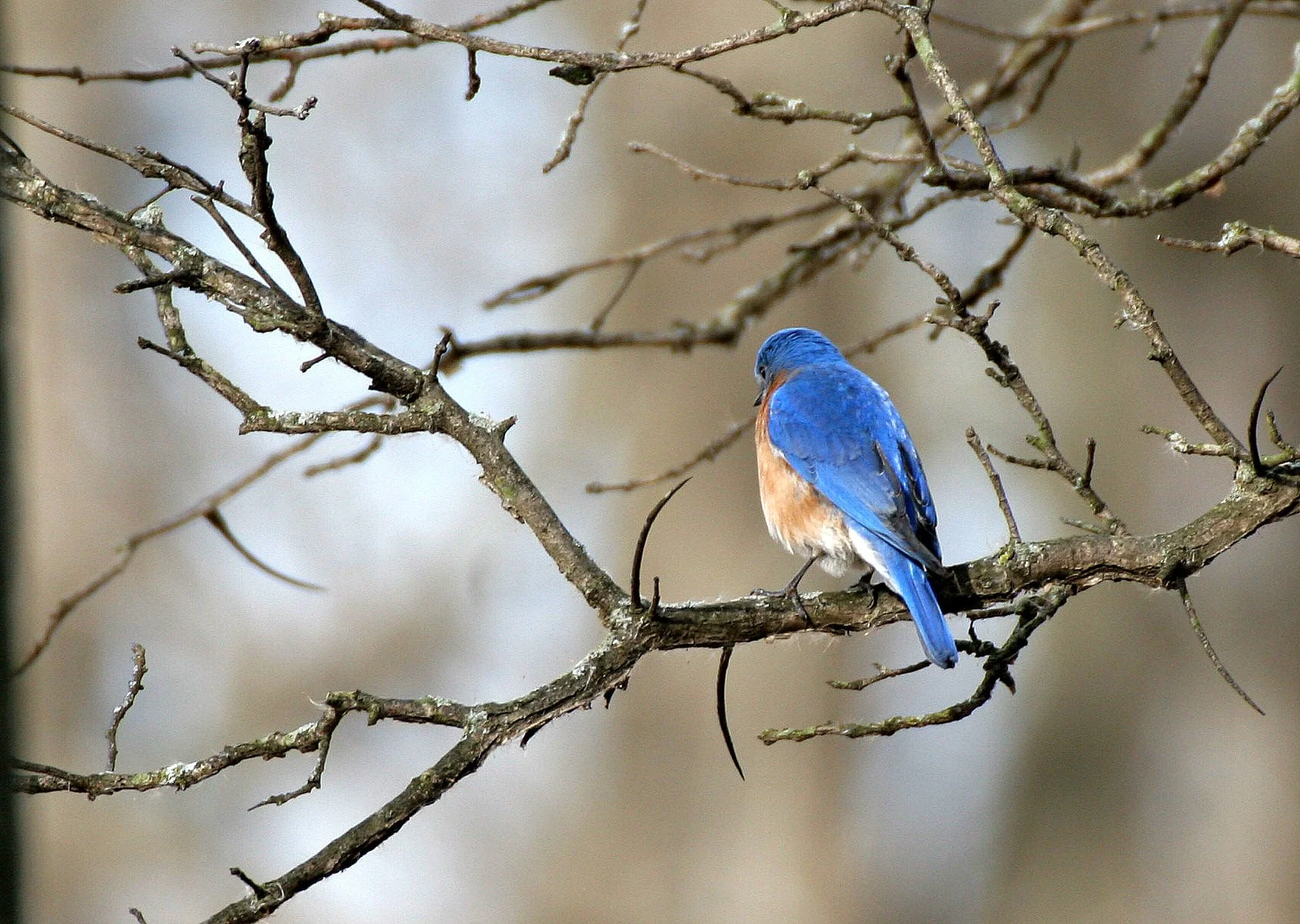 Eastern Bluebird (Sialia sialis) Lincoln Marsh Wheaton Illinois (28).JPG