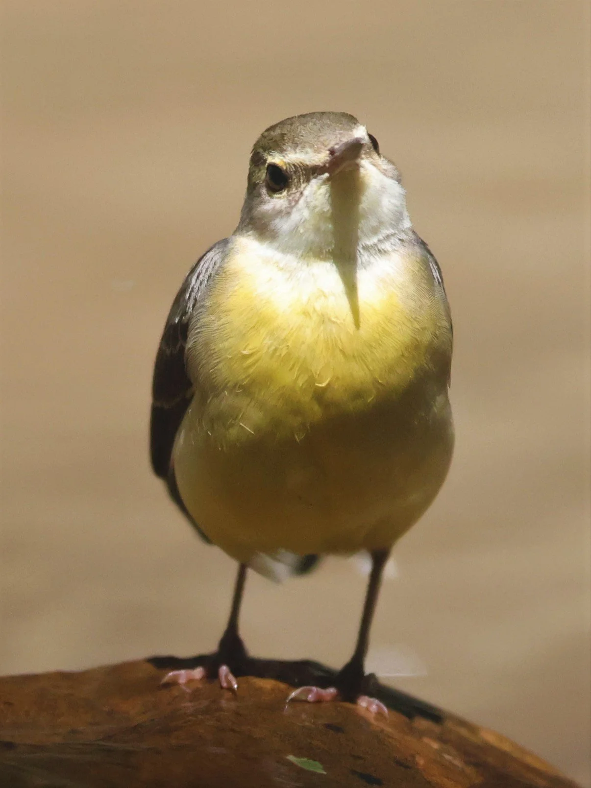 GREY WAGTAIL - Motacilla cinerea - KAENG KRACHAN NP 26 OCT 2021 (78).jpg