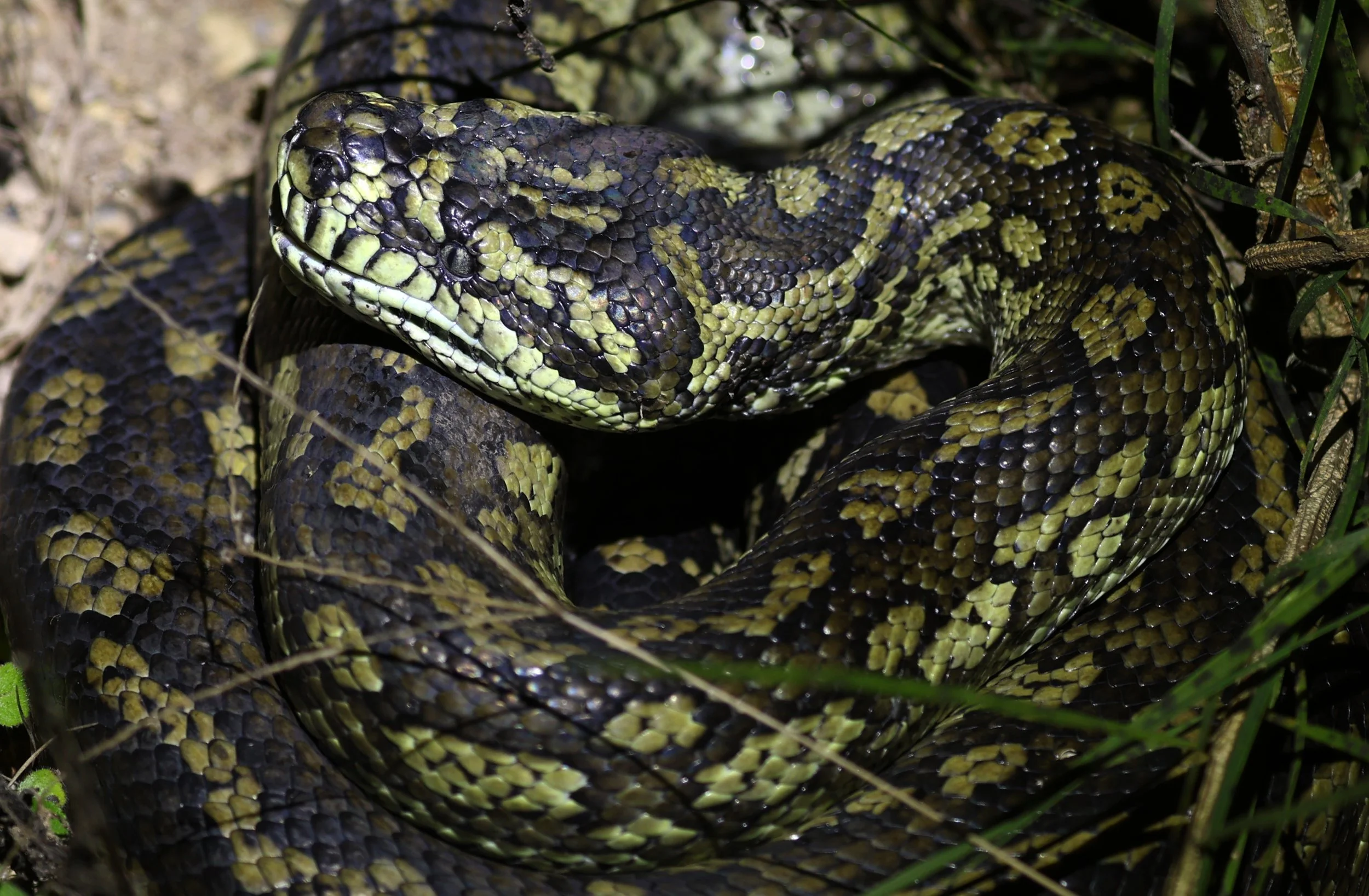 Carpet Python (Morelia spilota) Mount Hypipamee Crater NP & Vicinity - Queensland (7).jpg