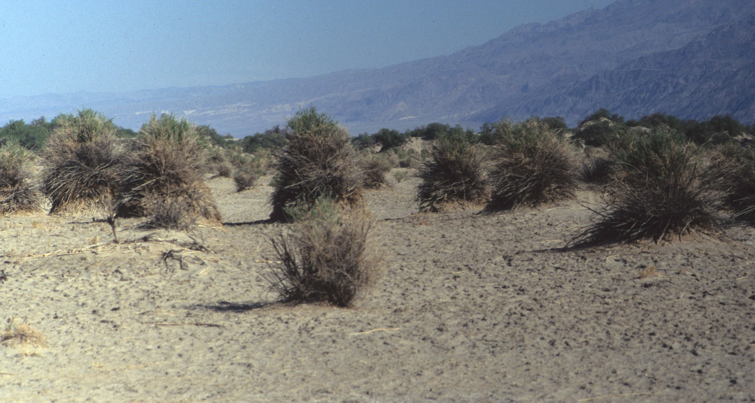 DEATH VALLEY - PLUCHEA SERICEA - ARROWWEED.jpg