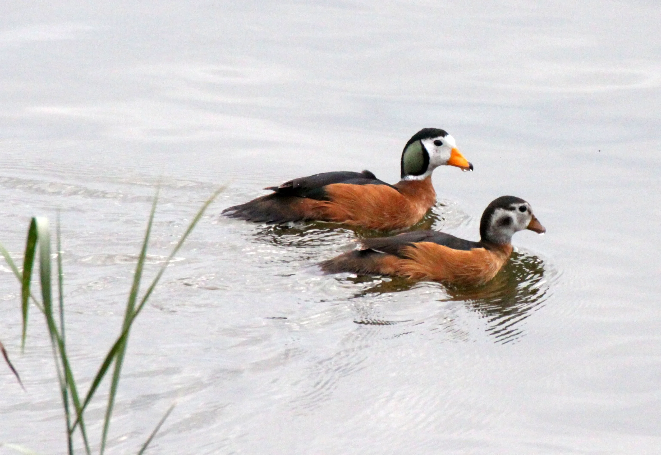 PYGMY GOOSE - AFRICAN PYGMY GOOSE - Nettapus auritus - LAKE AWASSA ETHIOPIA (33).JPG
