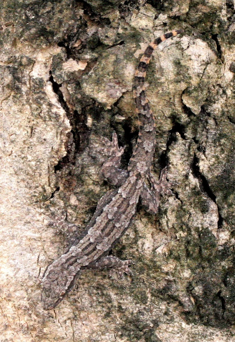 Flat-tailed Gecko (Hemidactylus platyurus)