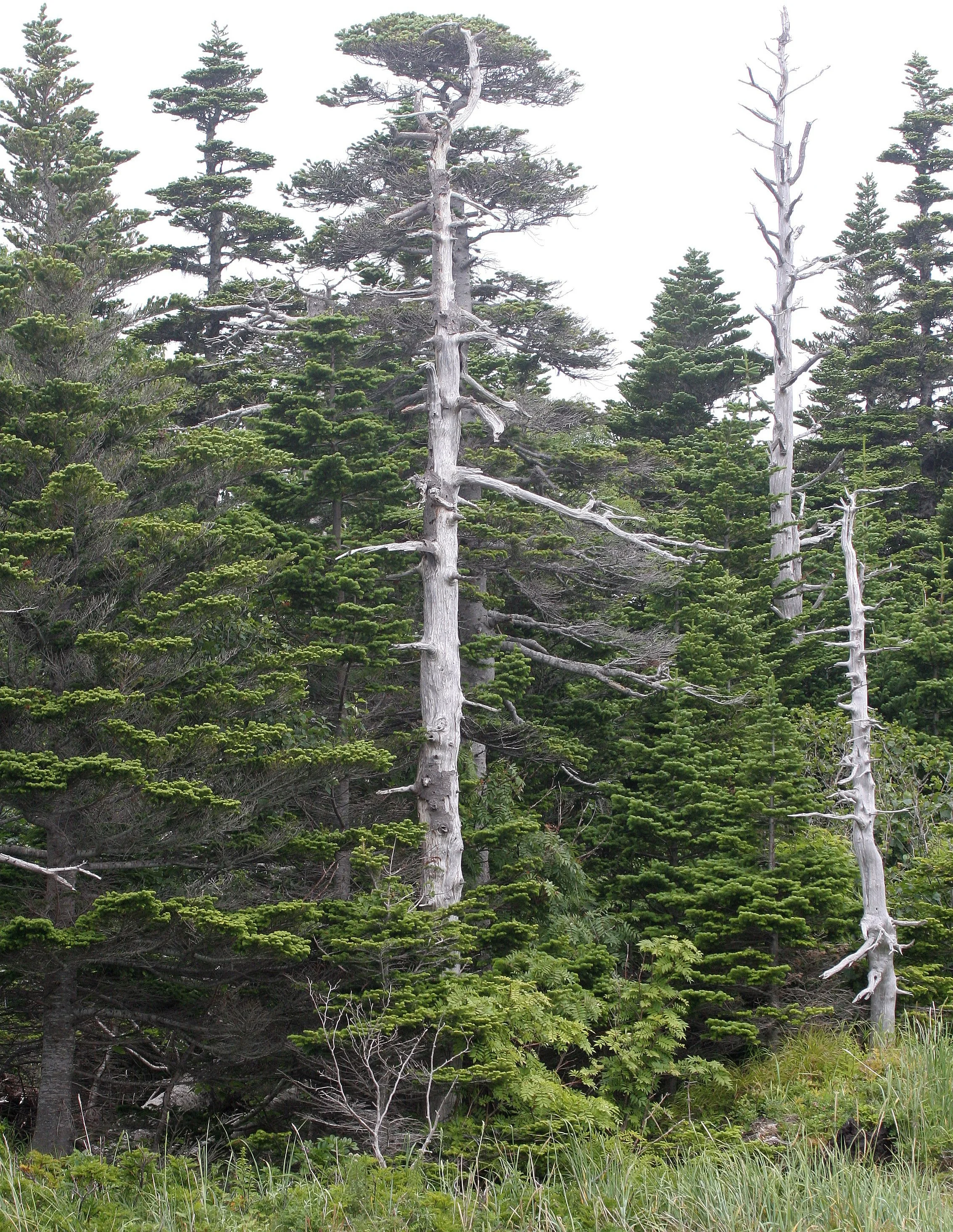 KURIL ISLANDS - FLORA  (33).jpg