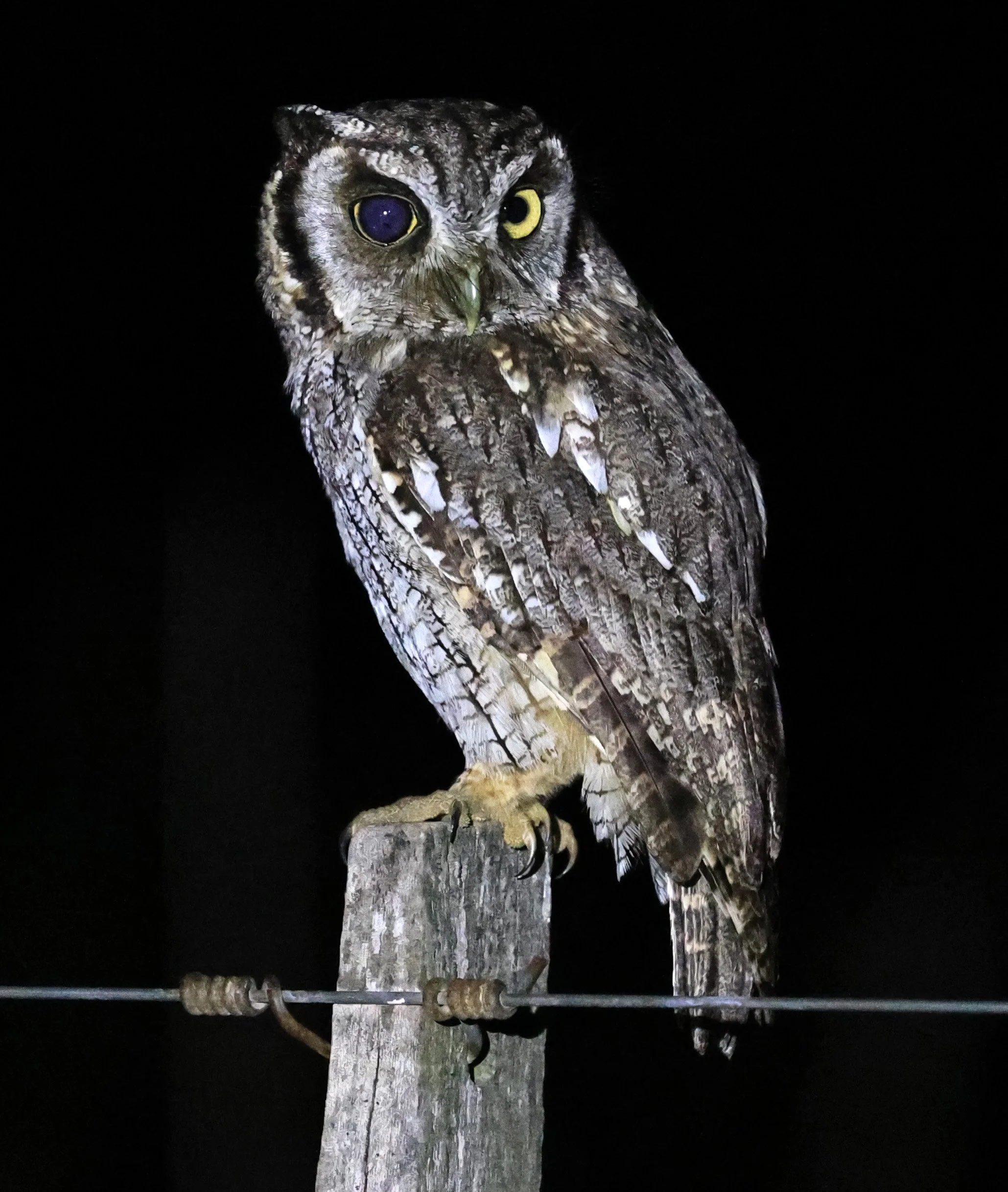 Tropical Screech-Owl (Megascops choliba) Hotel Campestre Iparoma Paraguay (15).jpg