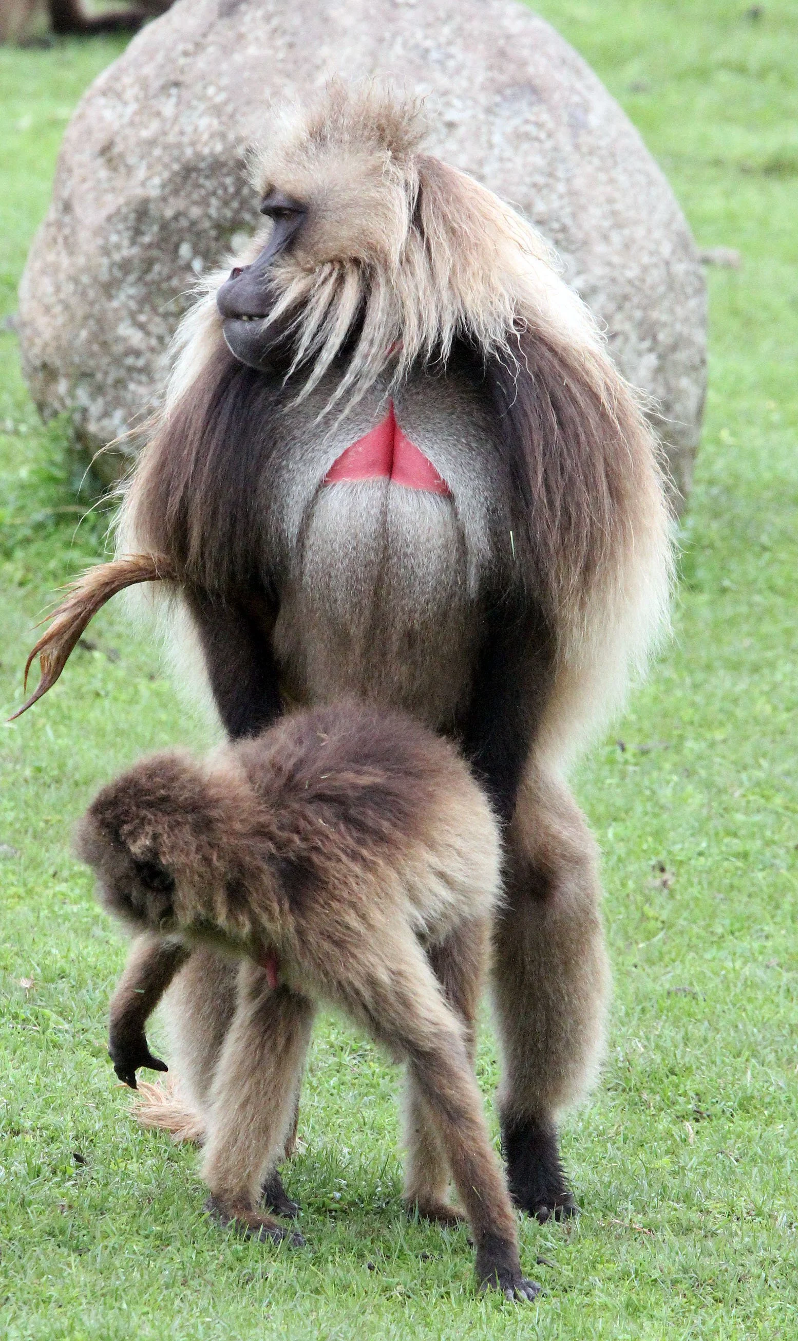 CERCOPITHECIDAE - Theropithecus gelada - GELADA - SIMIEN MOUNTAINS NATIONAL PARK ETHIOPIA (1739).JPG