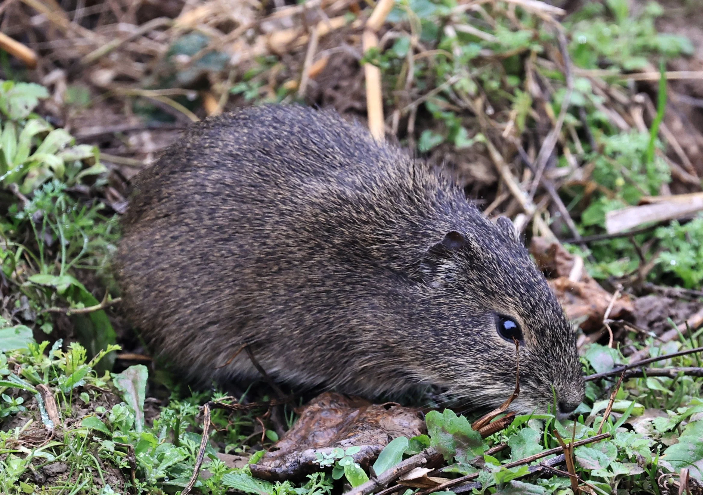 Brazilian Guinea Pig or Cavy (Cavia aperea) Reserva Natural Ceibas, Entre Rios, Argentina (227).jpg