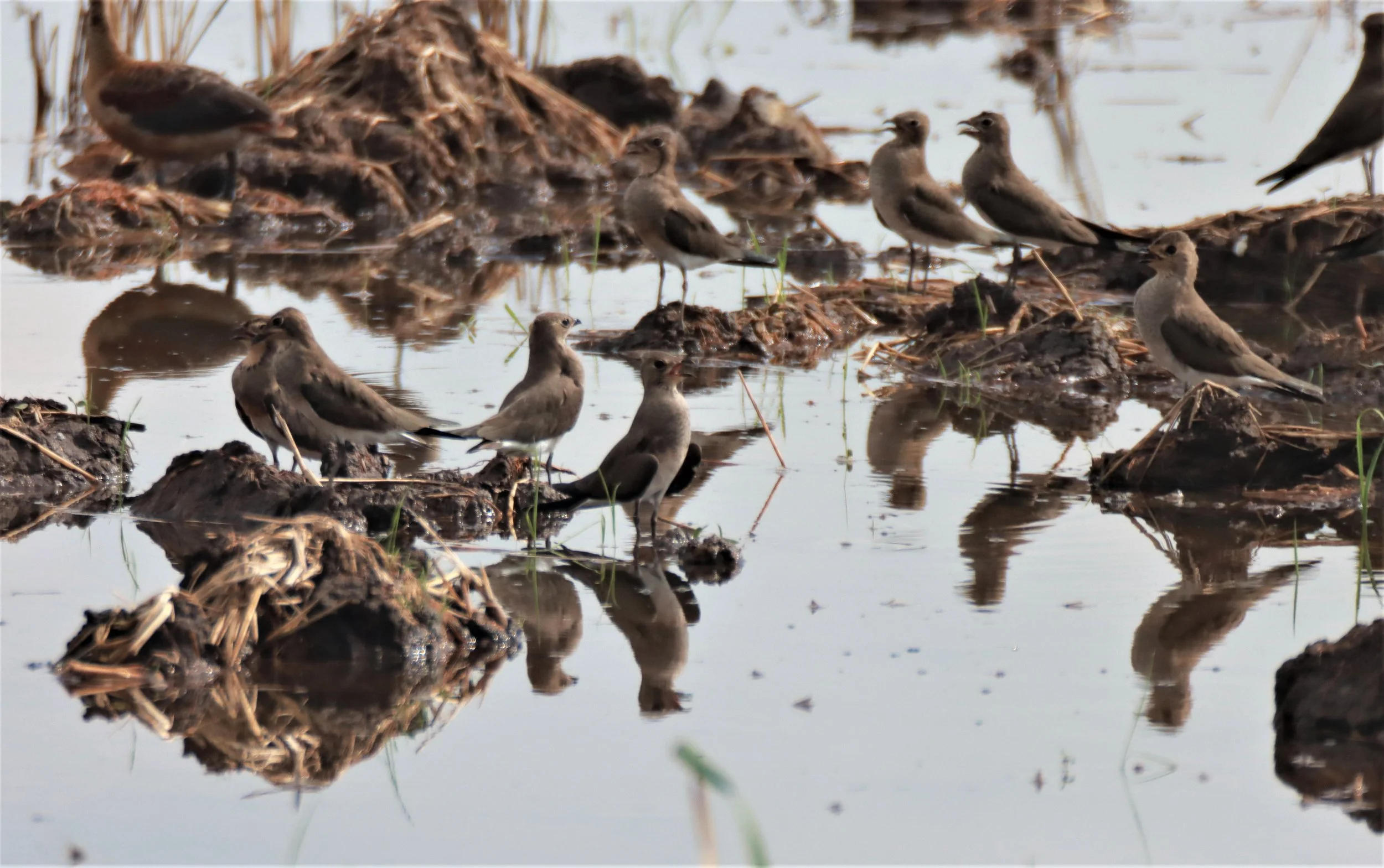 PRATINCOLE - ORIENTAL PRATINCOLE - Glareola maldivarum - LAT KRABANG THAP YAO RICEFIELDS SEPT 3 2021 (3).jpg