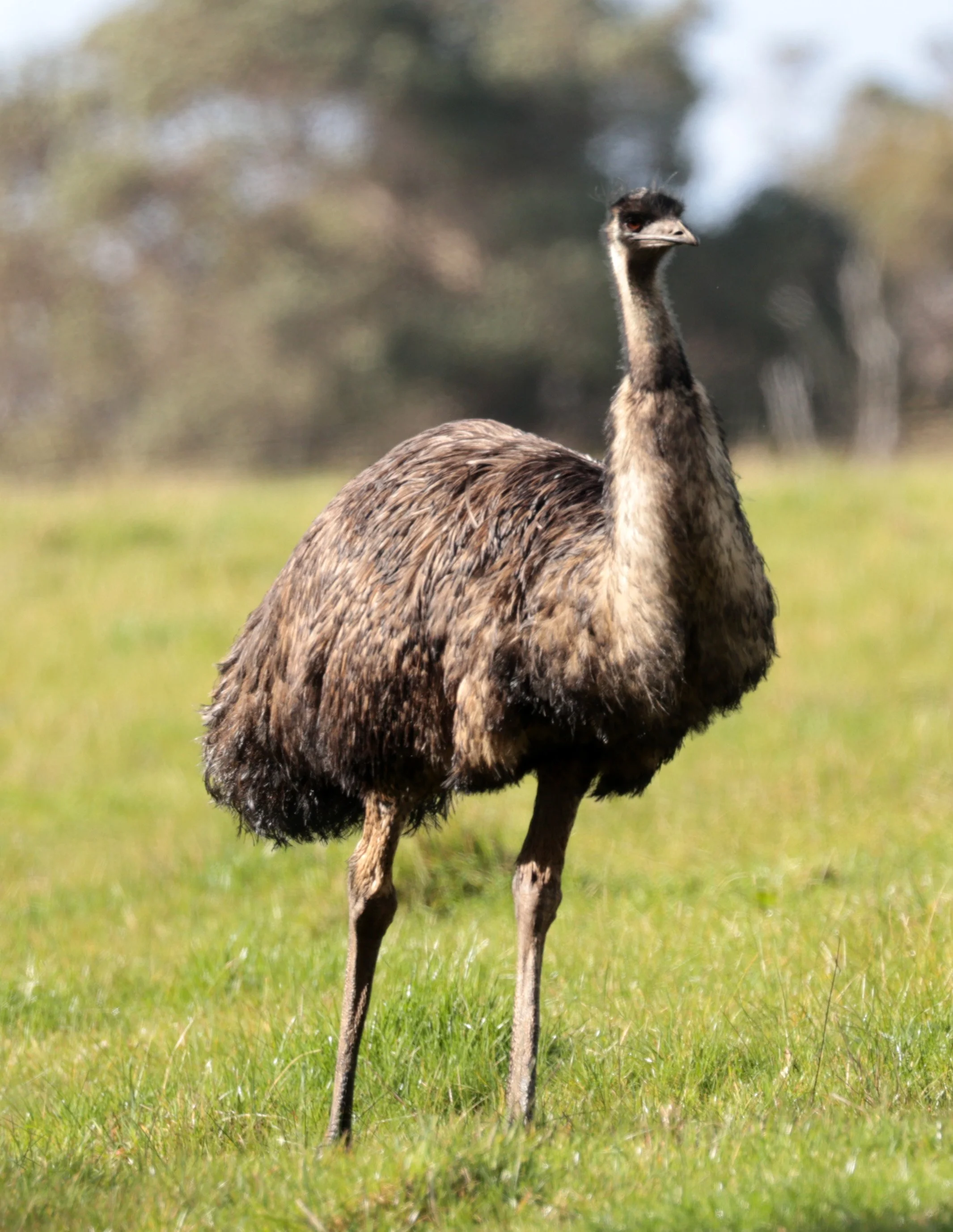 Emu (Dromaius novaehollandiae) Mt Frankland NP - Western Australia (23).jpg