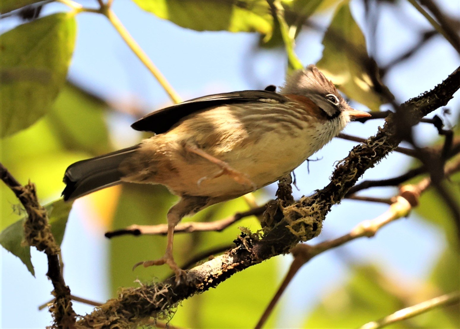 Whiskered Yuhina (Yuhina flavicollis) Doi Lan East, Doi Pha Hom Pok NP, Chiang Mai Thailand (18).jpg