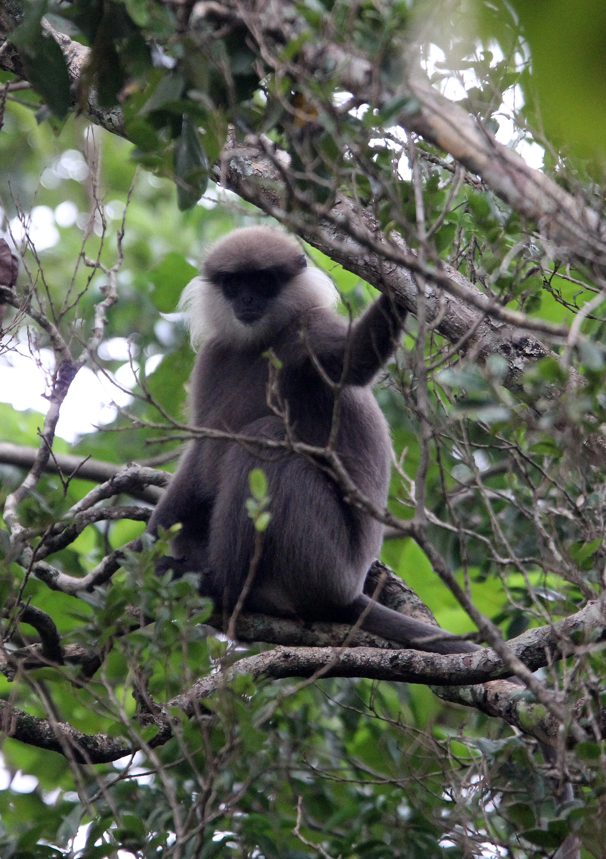 CERCOPITHECIDAE - Semnopithecus vetulus philbricki - DRY ZONE PURPLE-FACED LEAF MONKEY - SRIGIRIYA FOREST SRI LANKA (7).JPG