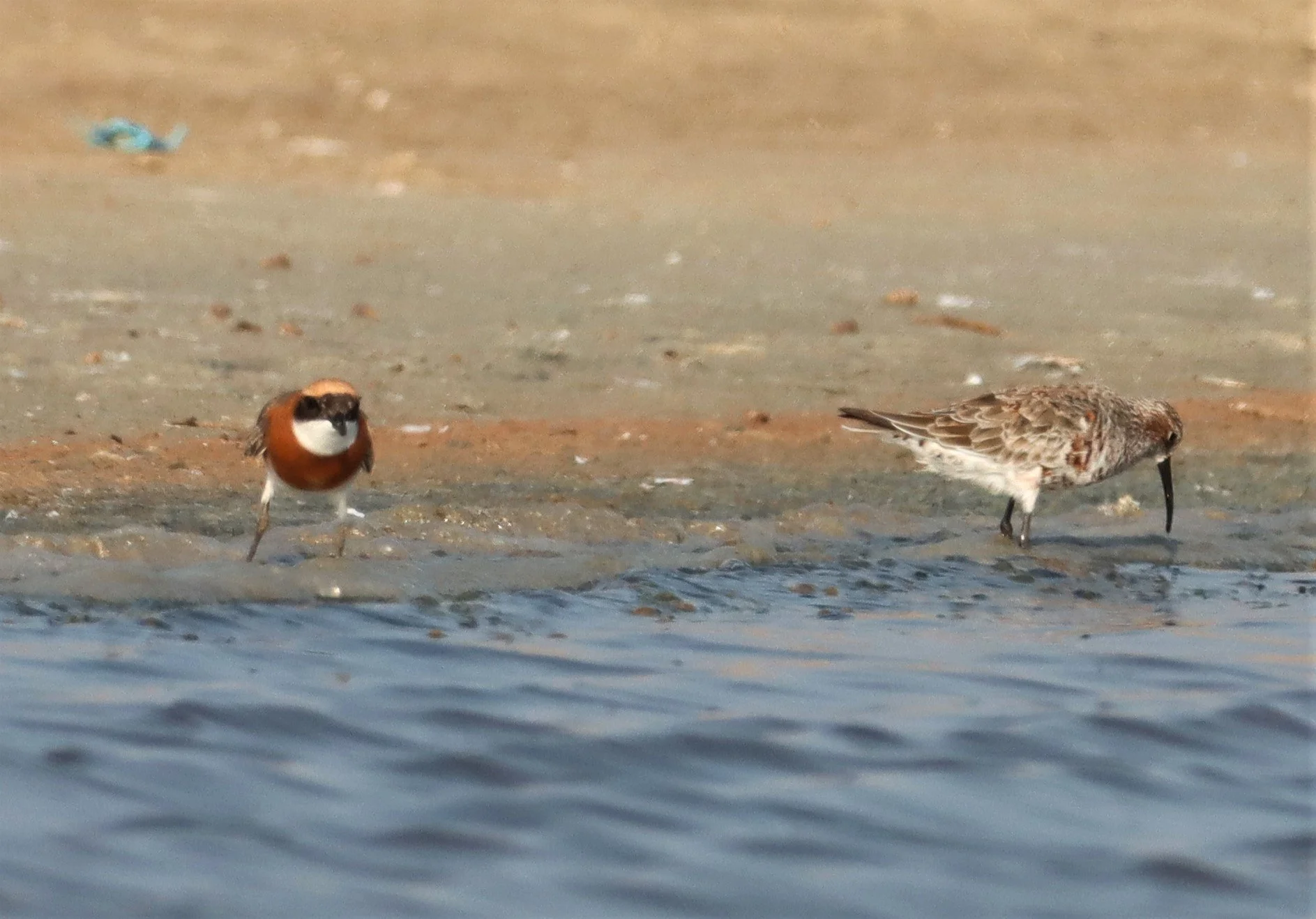 SANDPIPER - CURLEW SANDPIPER - Calidris ferruginea - WITH LESSER SAND PLOER - BANG PAKONG SALT PANS CHACHOENGSAO WEST OF RIVER (7).jpg