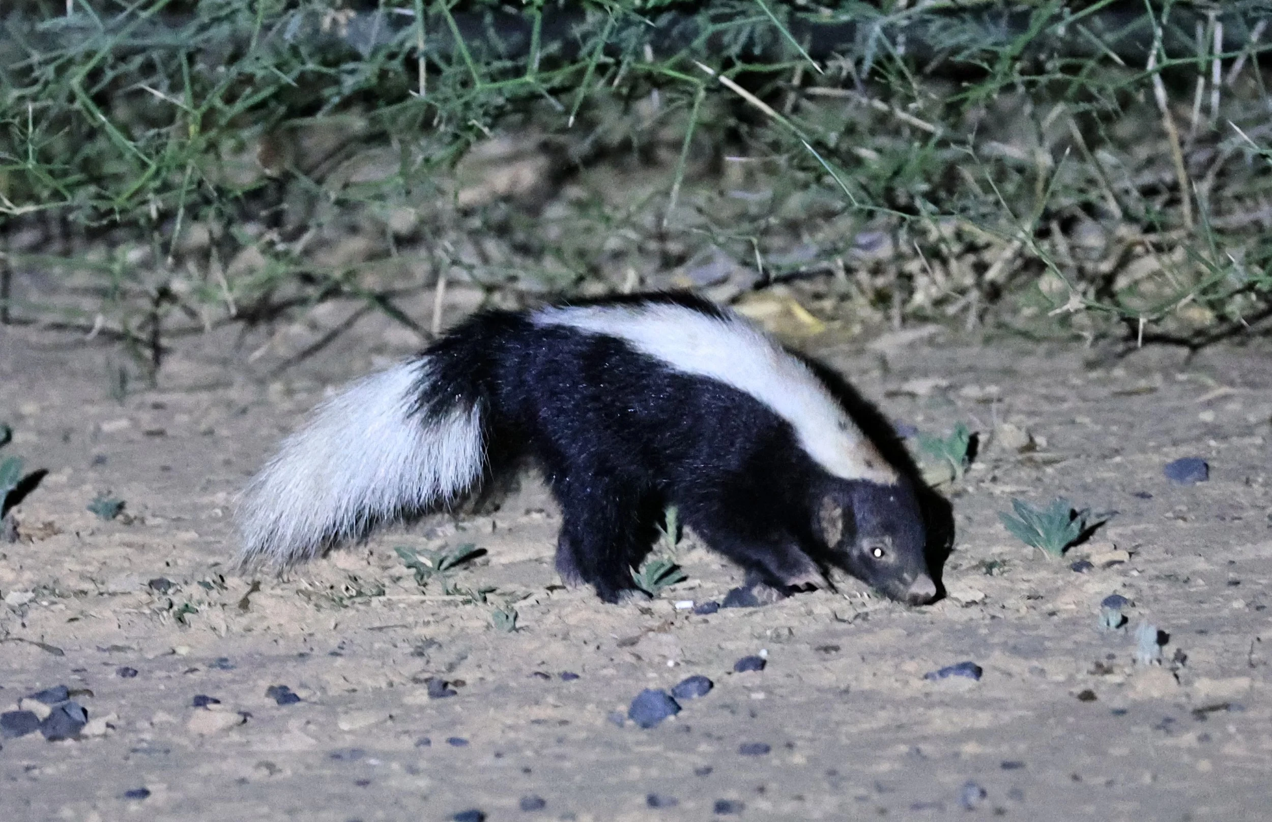 Molina's Hog-nosed Skunk (Conepatus chinga) Estancia Campo'í Paraguay (148).jpg