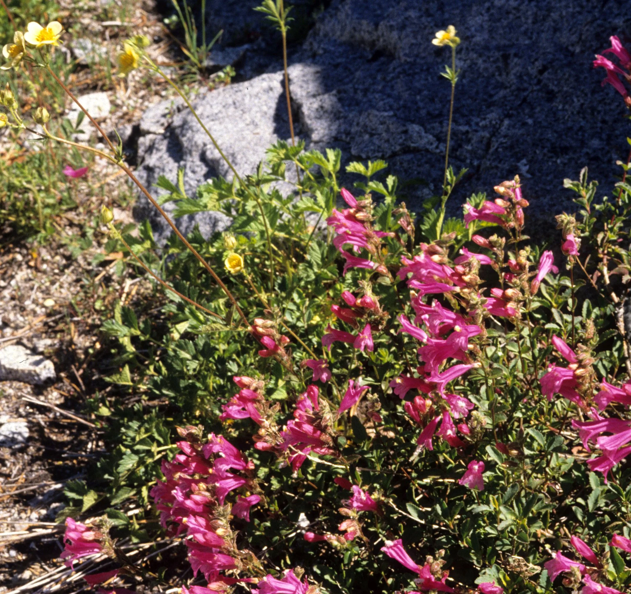 ARIZONA - GRAND CANYON - PENSTEMON SPECIES A.jpg