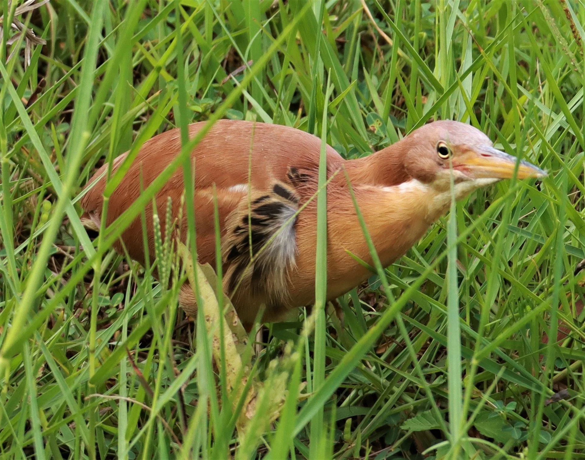 BITTERN - CINNAMON BITTERN (CHESTNUT BITTERN) - Ixobrychus cinnamomeus - BURIRAM HUAI CHORAKHE MAK (83).jpg