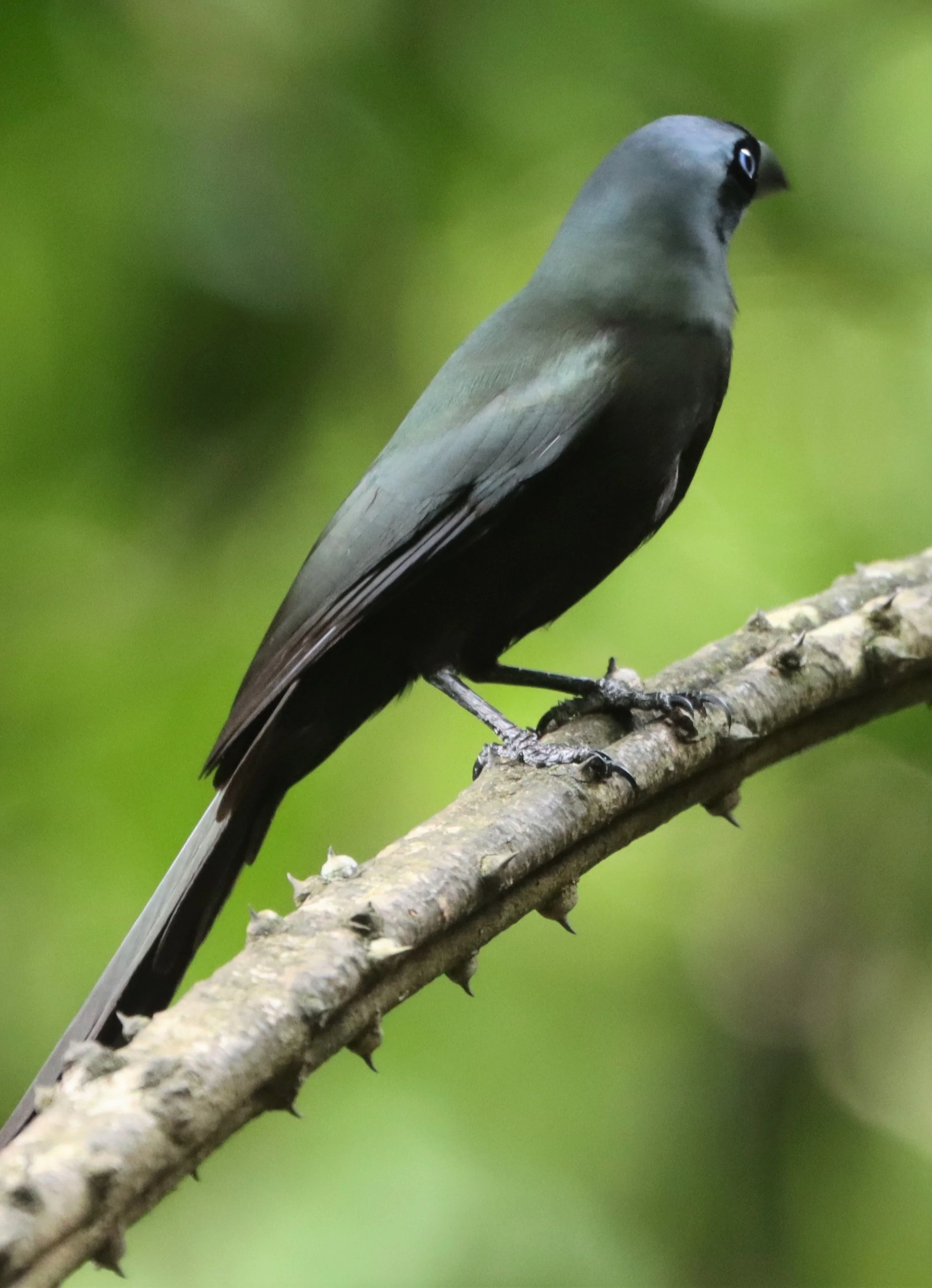 TREEPIE - RACKET-TAILED TREEPIE -Crypsirina temia - NEUNG HIDE KAENG KRACHAN  JUNE 2021 (1).jpg