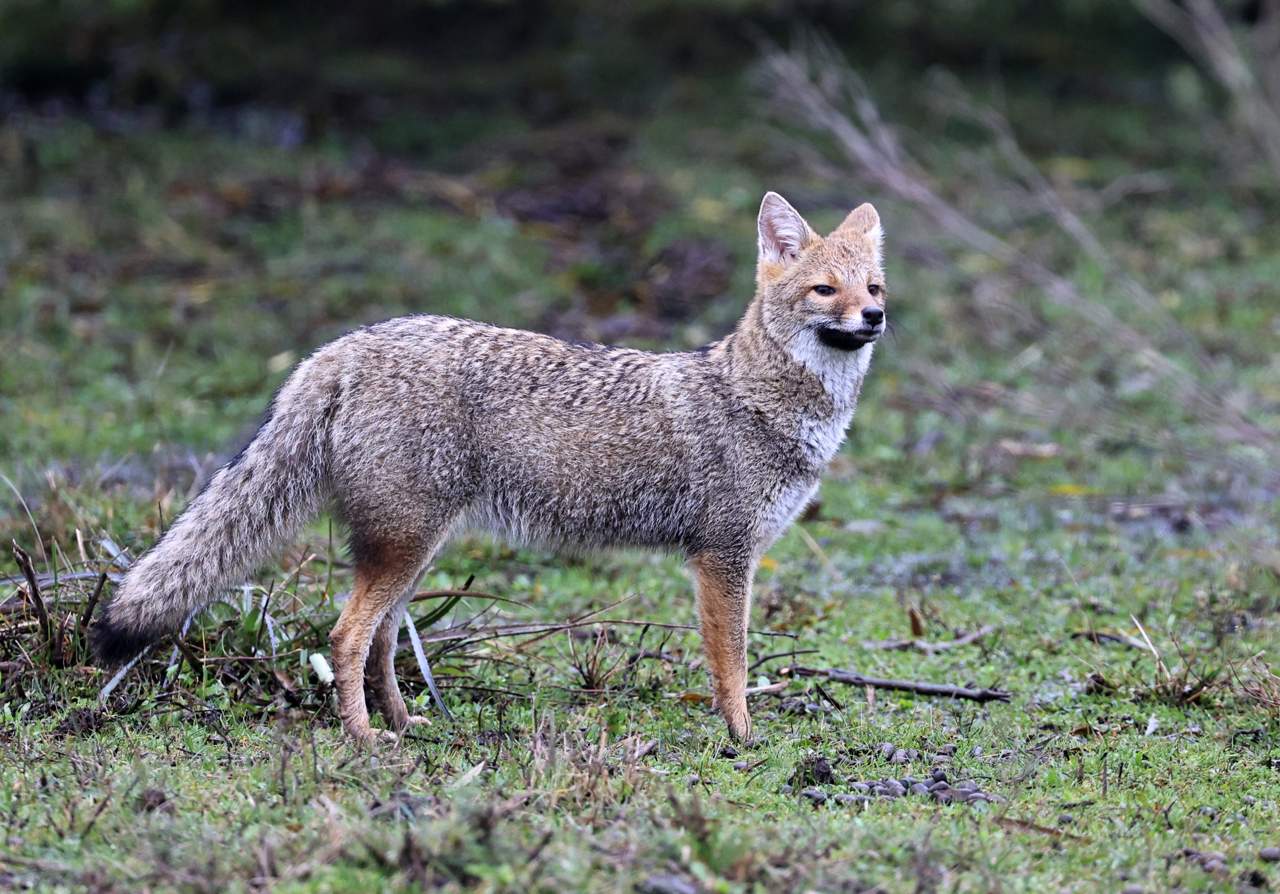Pampas Fox (Lycalopex gymnocercus) El Palmar National Park, Entre Rios, Argentina day 2 (55).jpg