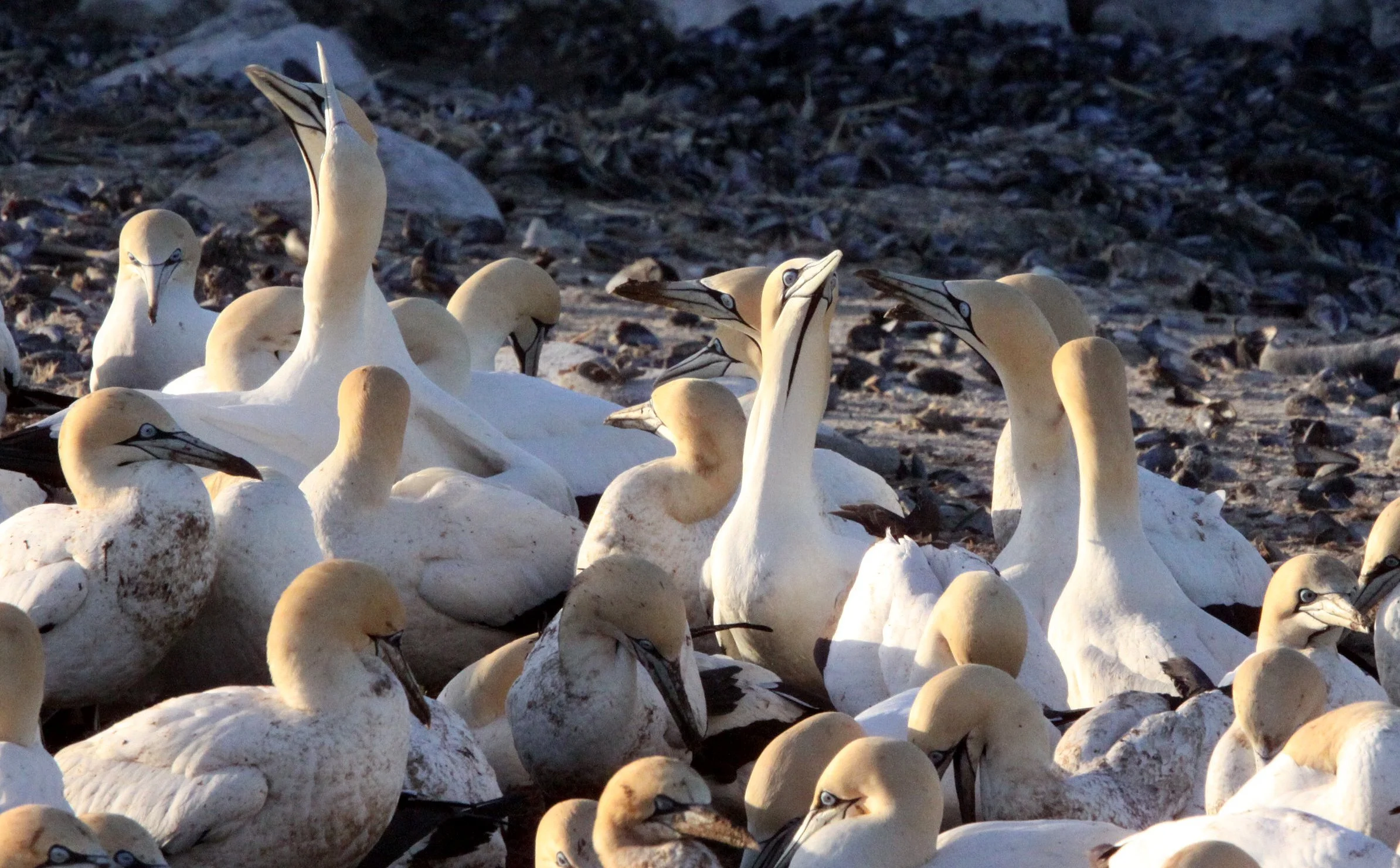 Cape gannet (Morus capensis) Lambert's Bay South Africa (87).JPG