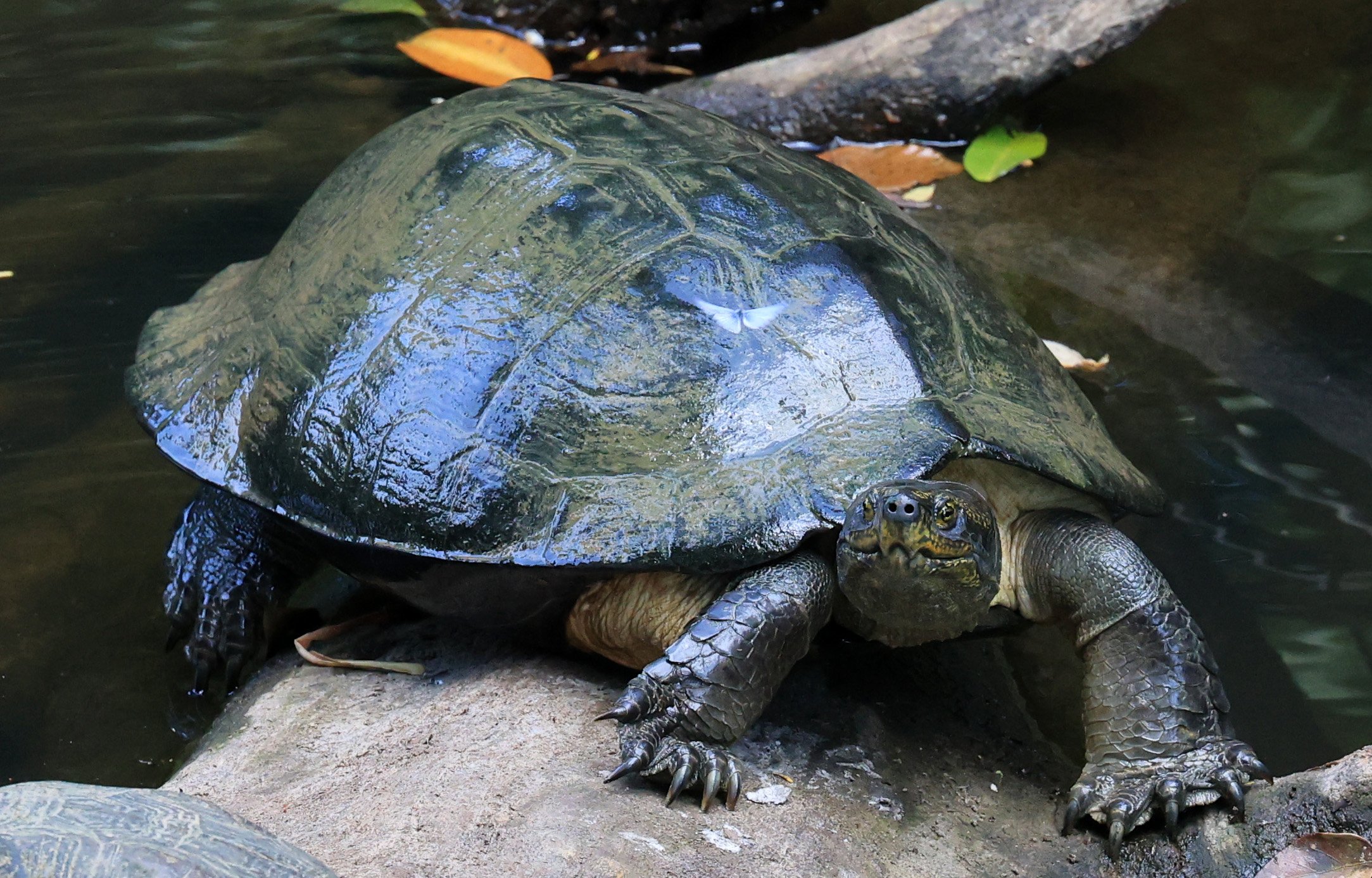 Giant Asian Pond Turtle (Heosemys grandis) Khao Yai National Park Feb 2026 Day 4 (19).jpg
