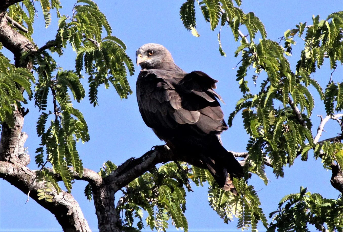 Milvus aegyptius parasitus - YELLOW-BILLED KITE - BERENTY RESERVE MADAGASCAR aa1.jpg