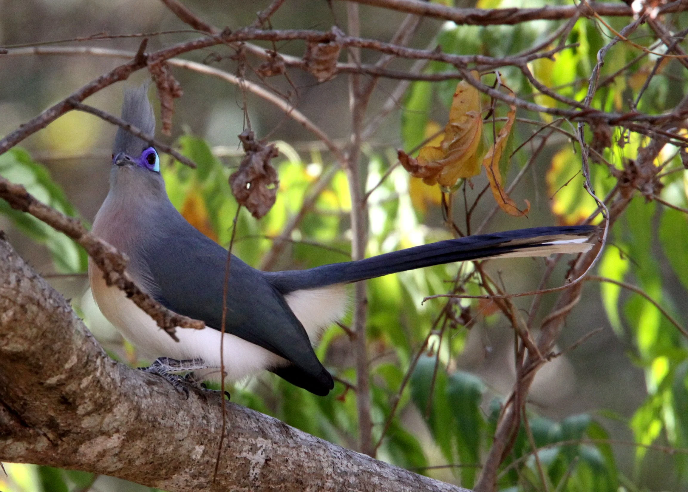 Crested Coua (Coua cristata) Kirindy NP Madagascar (2).JPG
