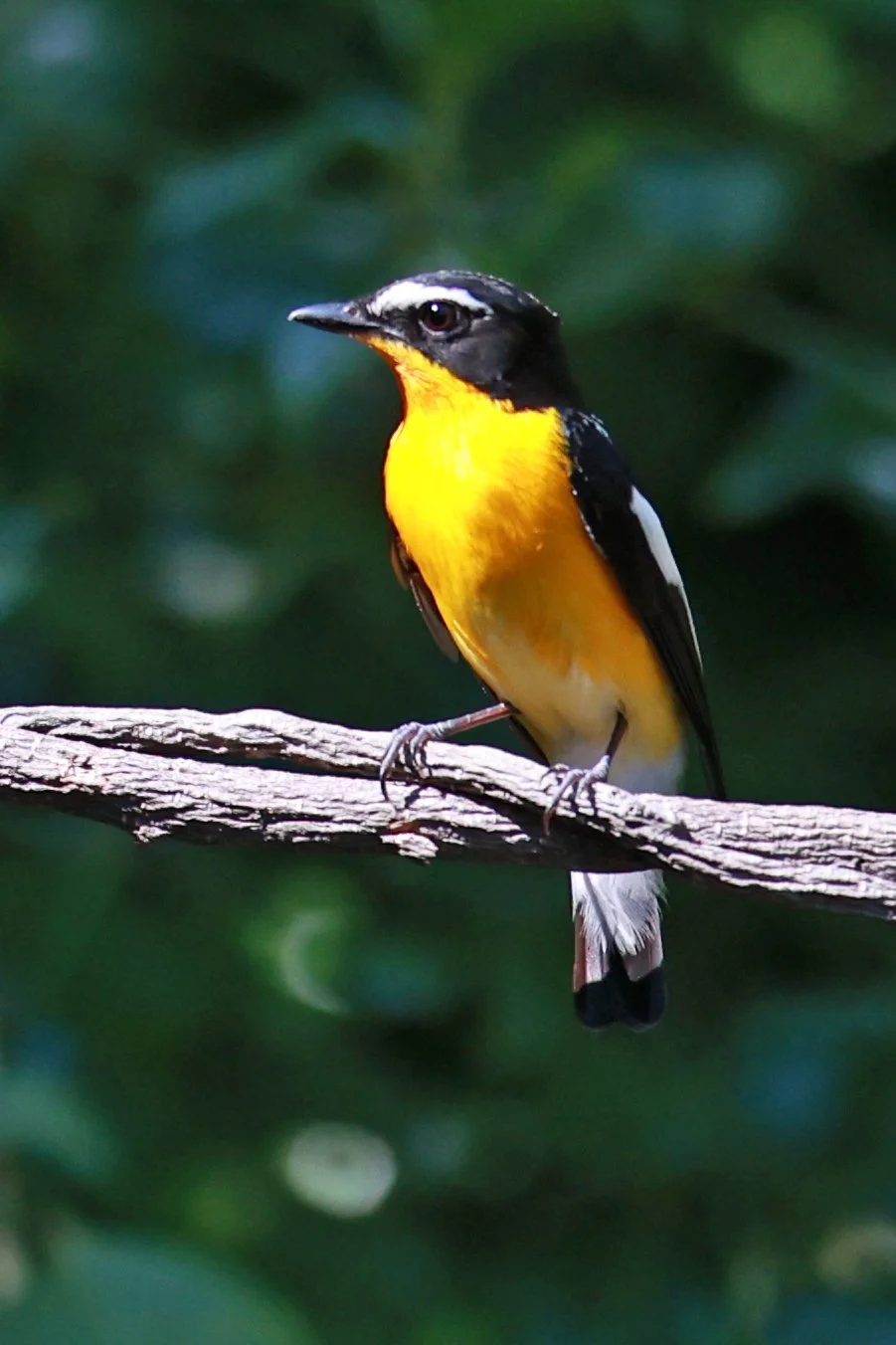Flycatcher - Yellow-rumped Flycatcher - Ficedula zanthopygia - Bang Pu Mangrove Forest Reserve, Samut Prakan March 30, 2024 (2).jpg