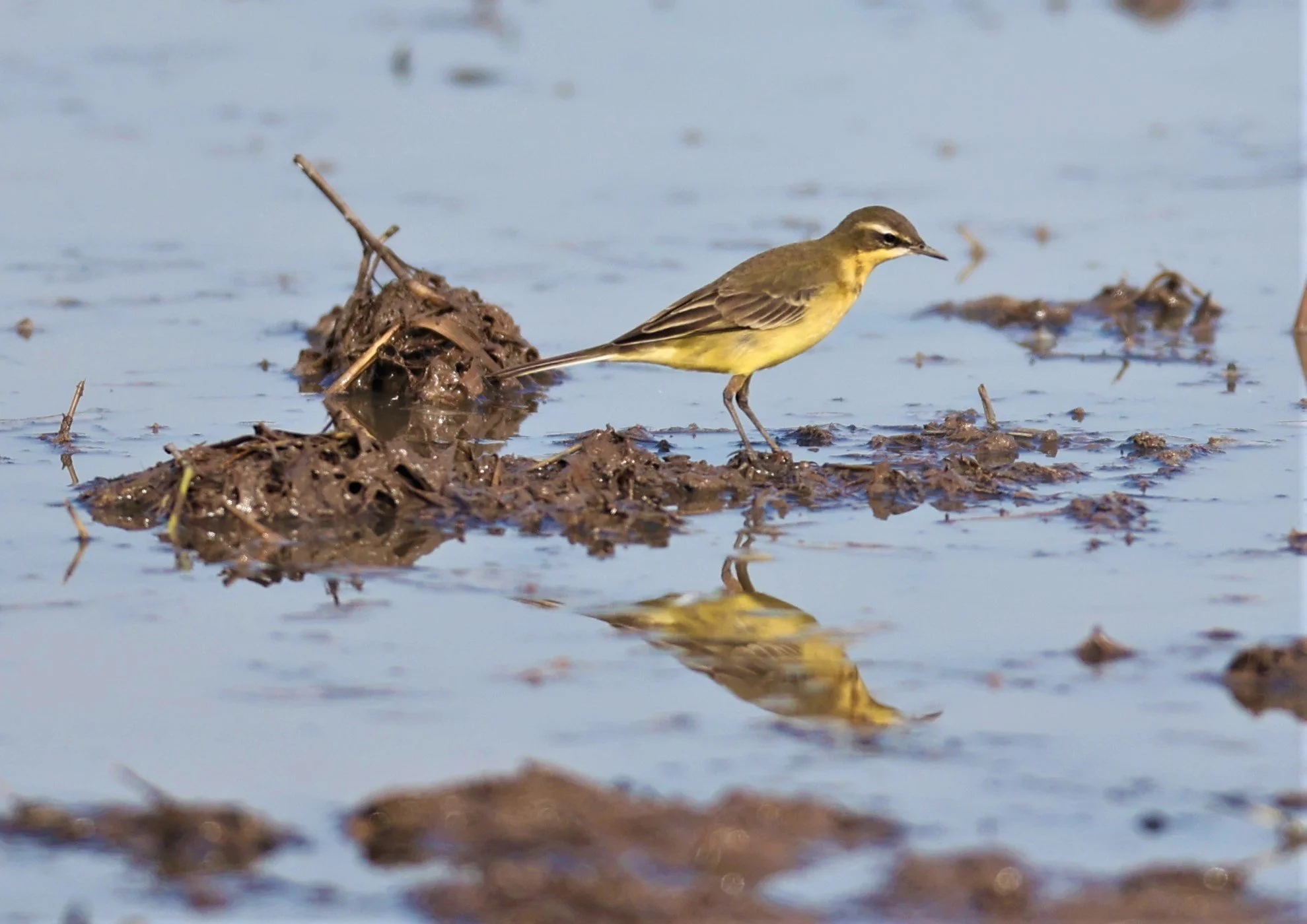 YELLOW WAGTAIL - Motacilla flava - PATHUM THANI RICE RESEARCH CENTER 14 SEPT 2021 (2).jpg