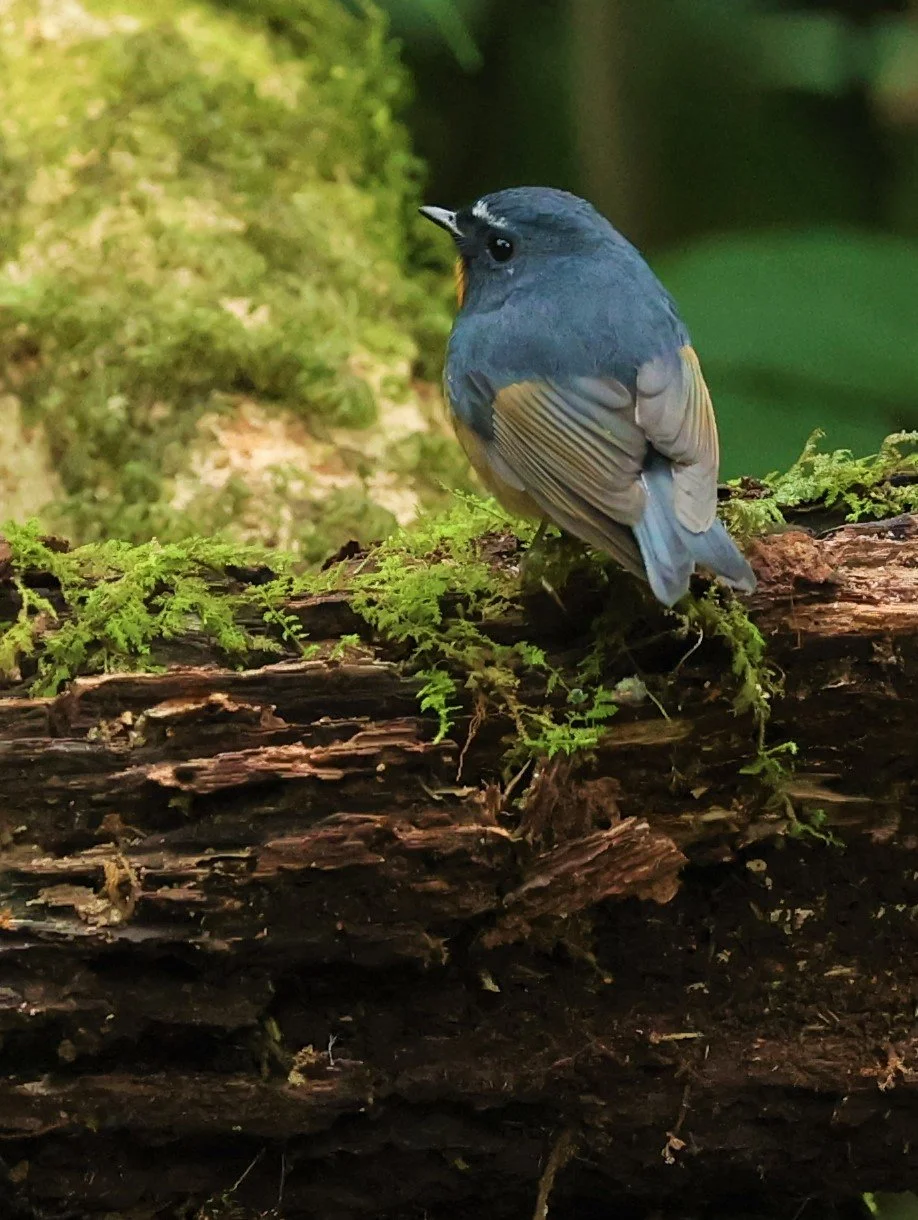 FLYCATCHER - SNOWY-BROWED FLYCATCHER - Ficedula hyperythra - DOI PHA HOM POK NP DOI LANG EAST FEB 2022 (30).jpg