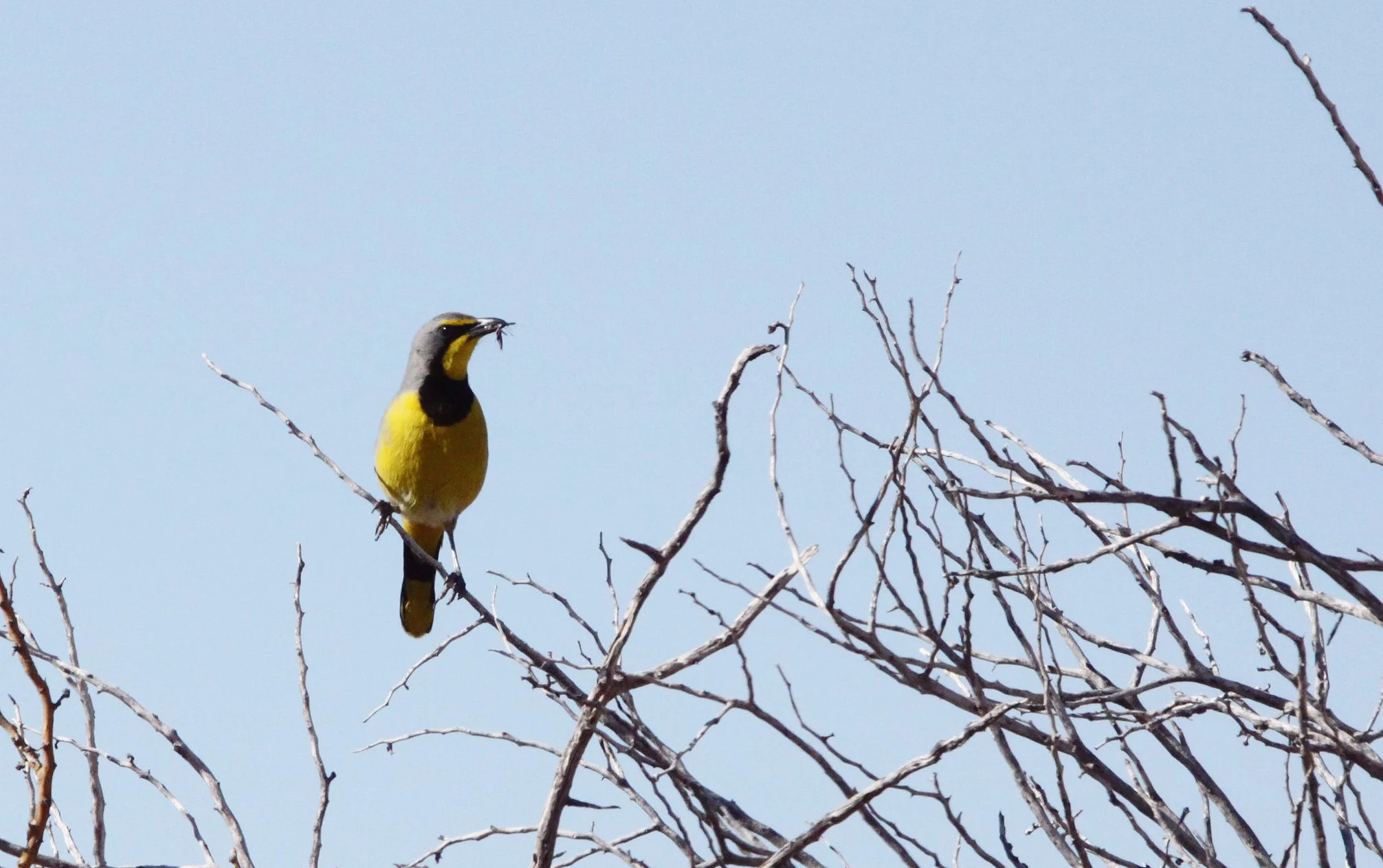 Bokmakierie (Telophorus zeylonus) Augrabies Falls South Africa (1).JPG