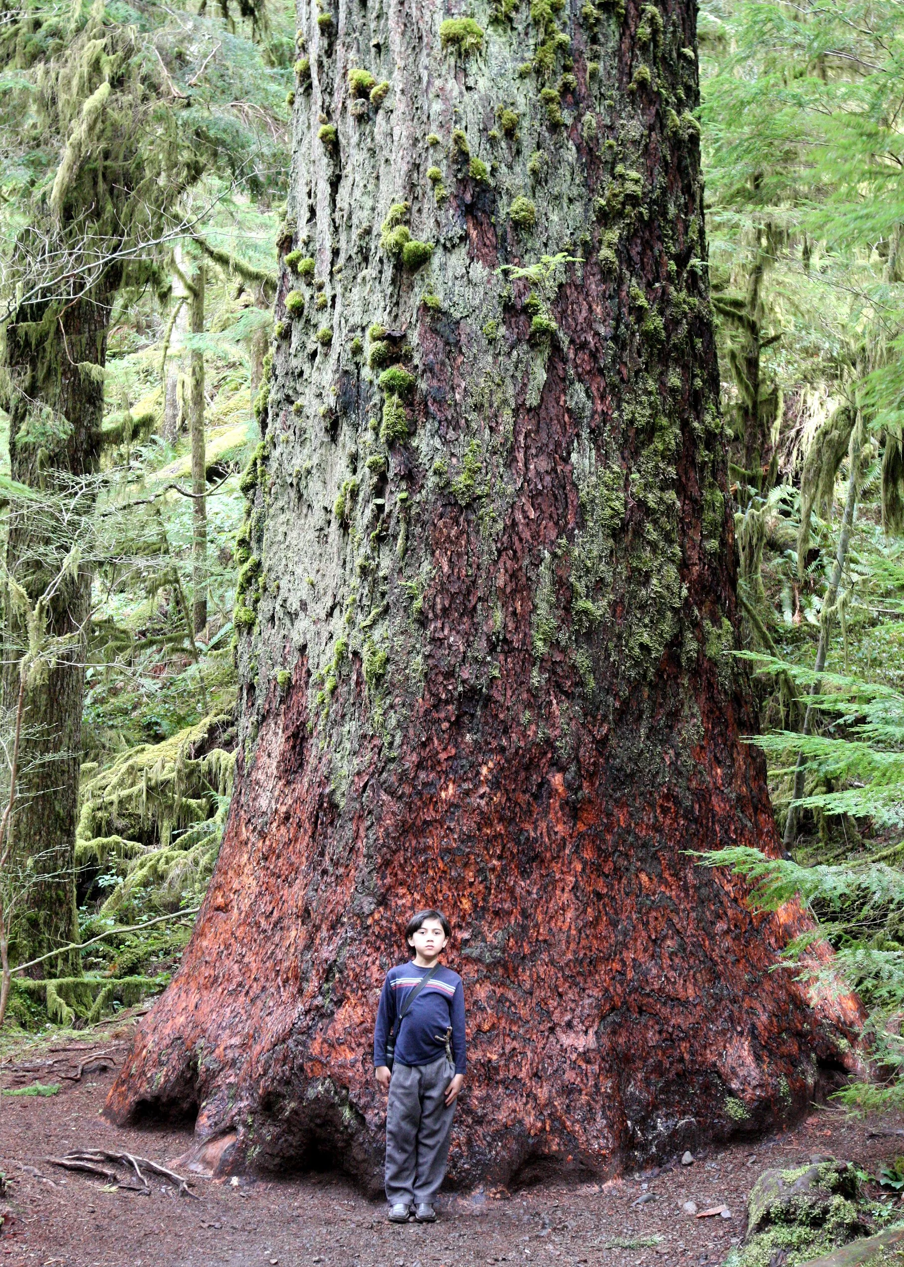 2010-3-20 WALK TO MARYMERE FALLS - OLYMPIC NATIONAL PARK.JPG