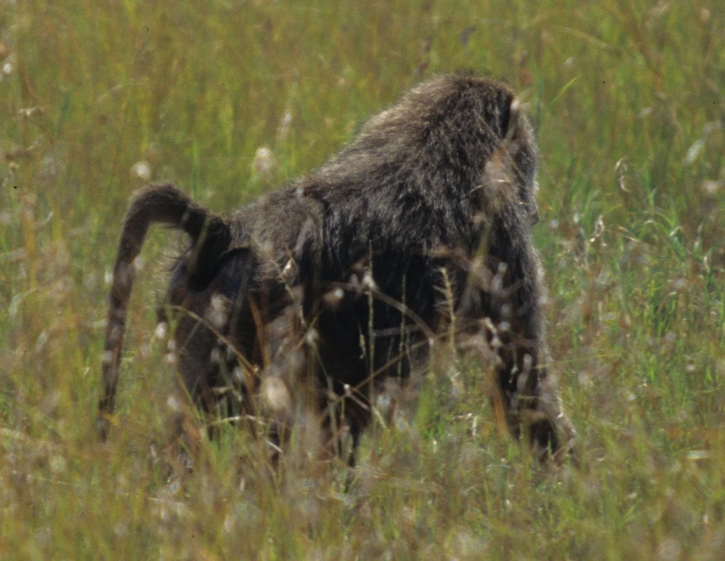 PRIMATE - BABOON-OLIVE - SERENGETI E1.jpg