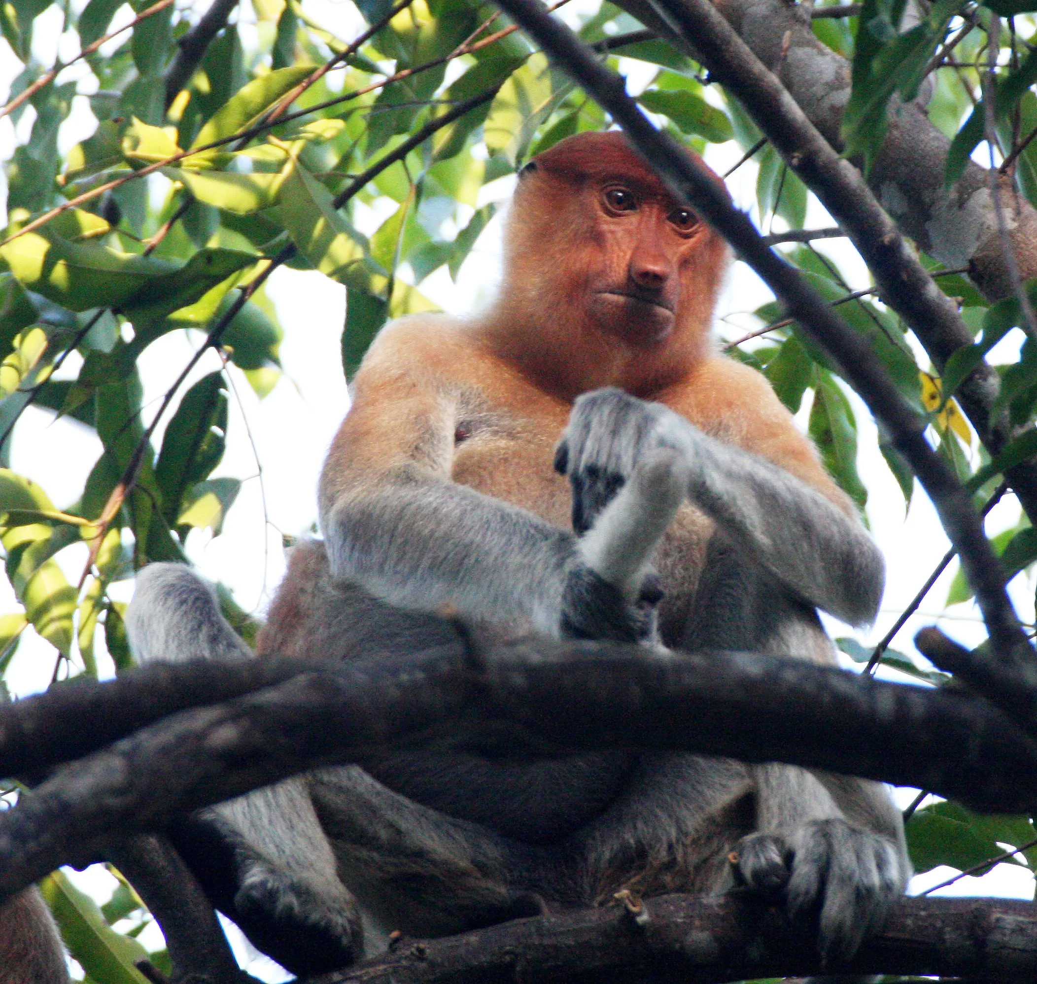 CERCOPITHECIDAE - Nasalis larvatus -PROBOSCIS MONKEY TROOP - KINABATANGAN RIVER BORNEO  (35).JPG
