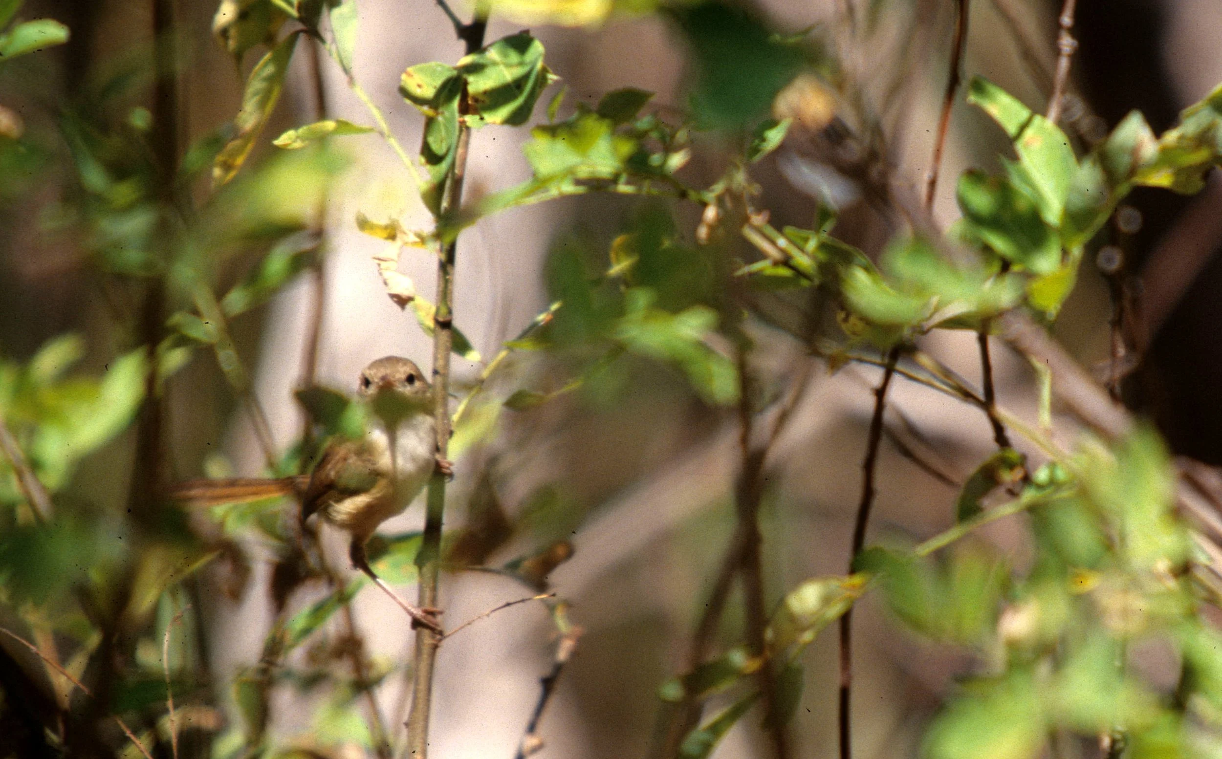 BIRD - CISTICOLA SPECIES - AUSTRALIA.jpg