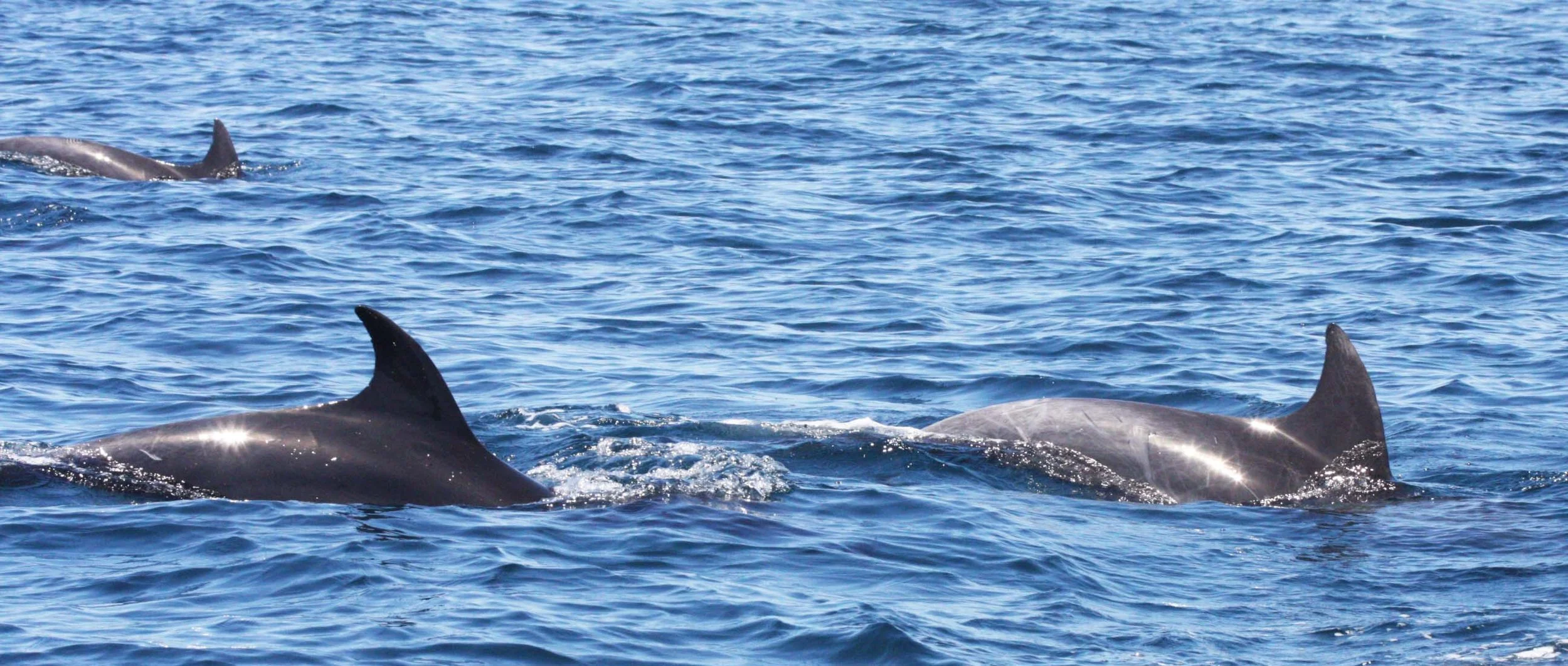 COMMON BOTTLENOSE DOLPHINS - ISLA CATALINA BAJA MEXICO - BAHIA LORETO (7).JPG