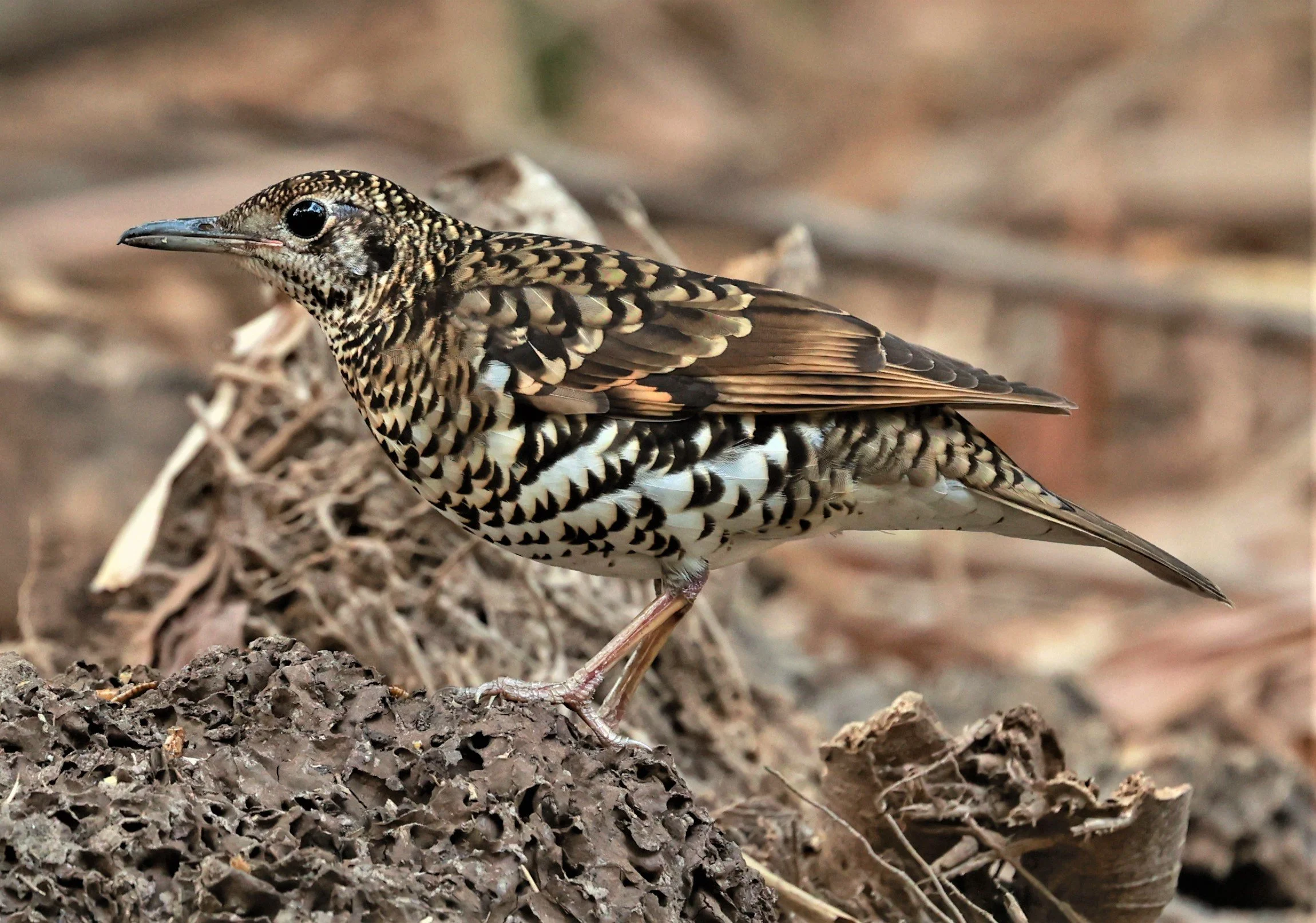 White's Thrush (Zoothera aurea) Putthamonthon Park Nakhon Pathom Thailand (155).jpg
