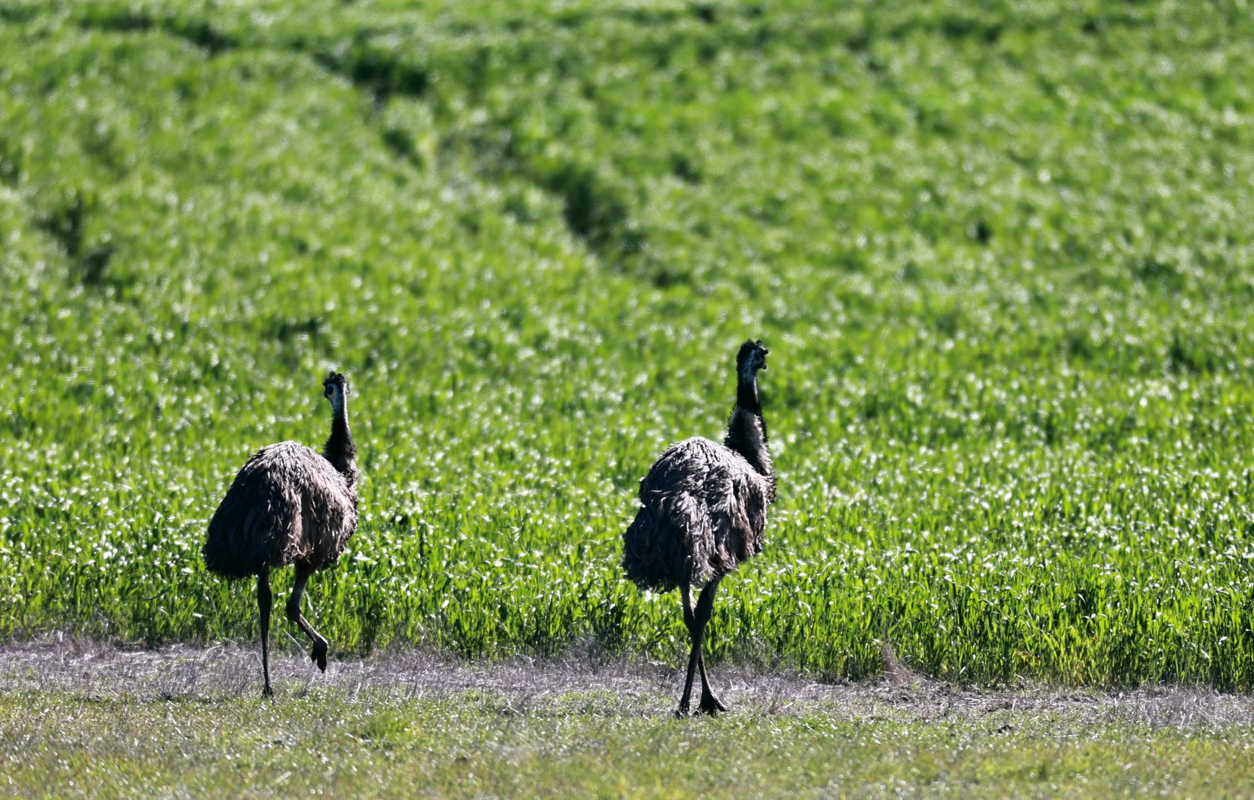 Emu (Dromaius novaehollandiae) Stirling Range NP - Western Australia (13).jpg