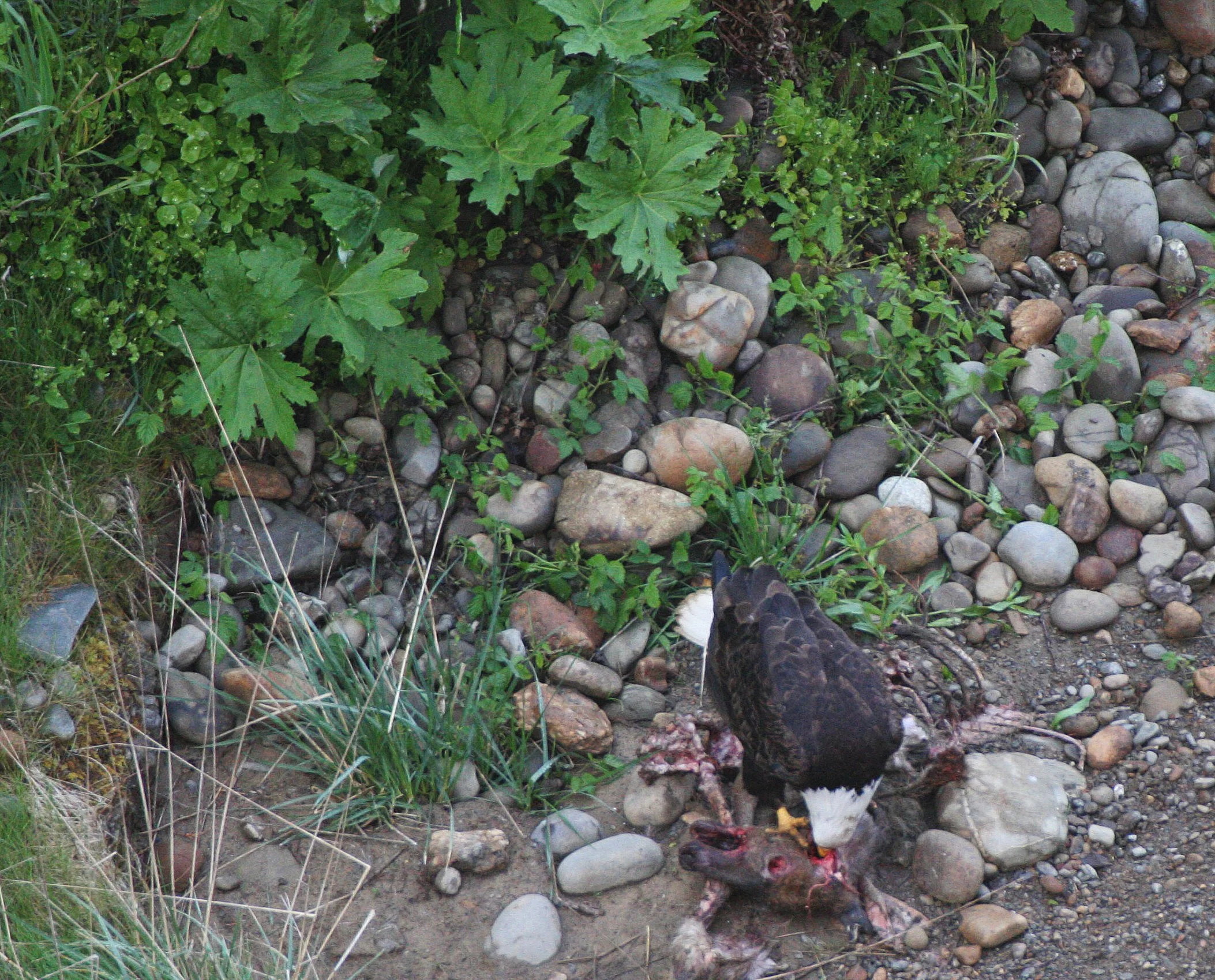 Haliaeetus leucocephalus - AMERICAN BALD EAGLE - LAKE FARM BLUFFS WASHINGTON (243).JPG