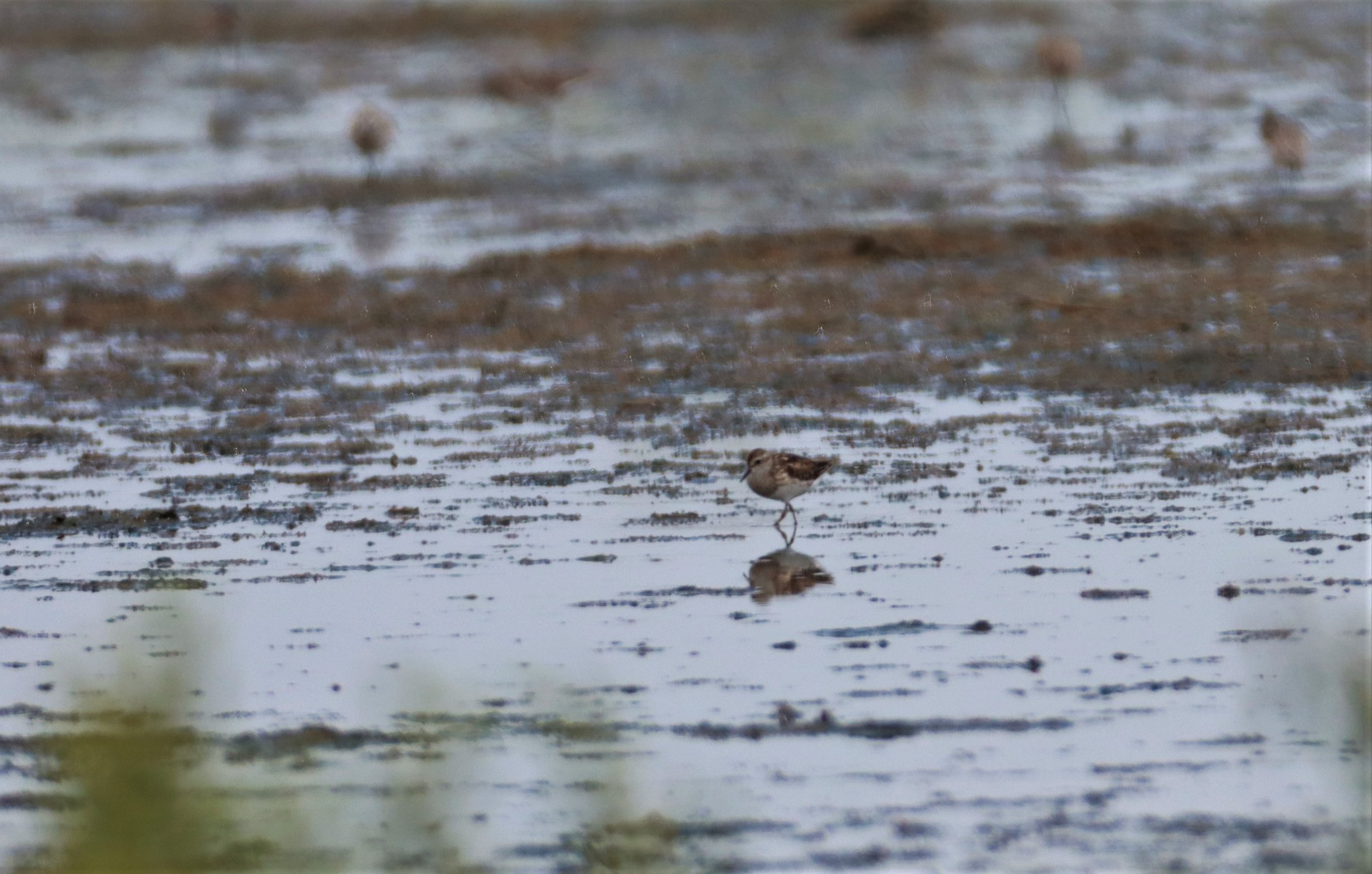 Longtoed stint, Calidris subminuta — Coke Smith Wildlife
