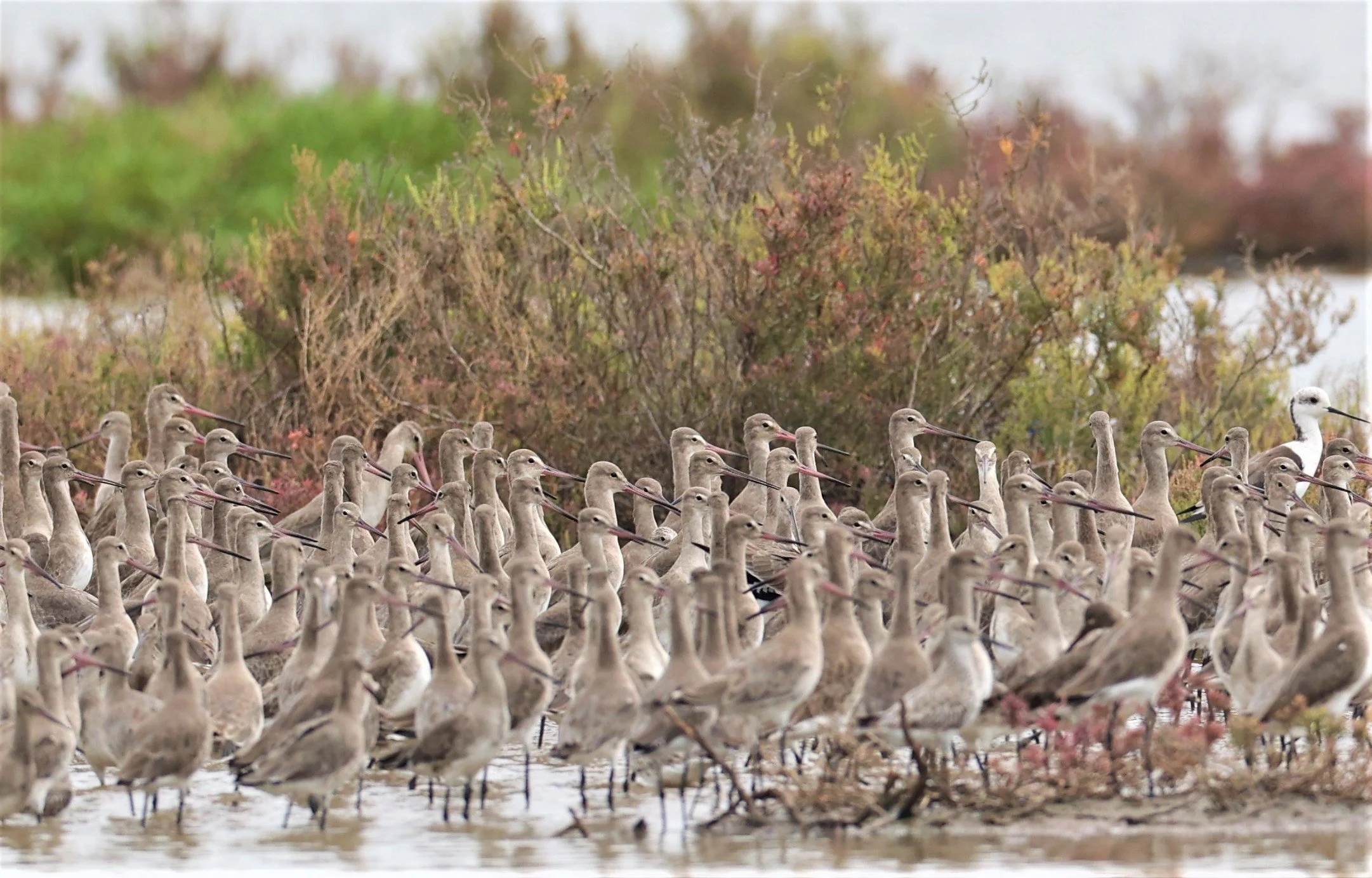 GODWIT - BLACK-TAILED GODWIT - Limosa limosa - BANG PU MANGROVE FOREST 14 NOVEMBER 2021 (22).jpg