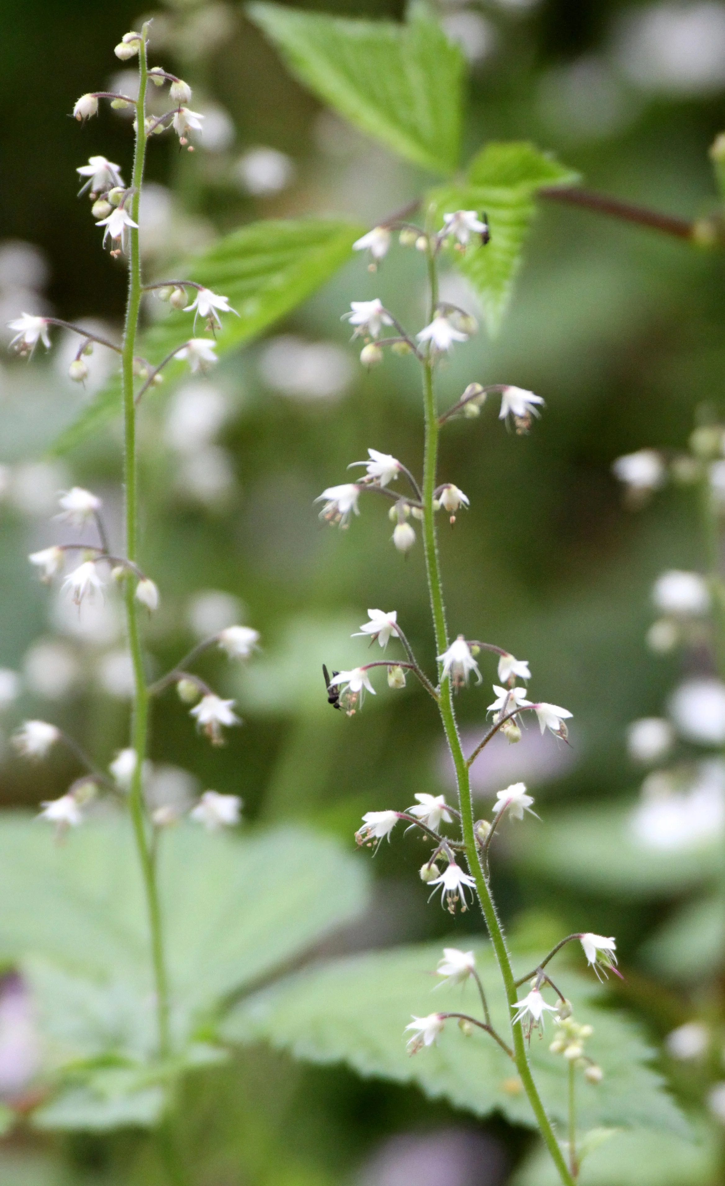 SAXIFRAGACEAE - TREFOILS FOAM FLOWER - THOMPSON SOUND BC (3).JPG