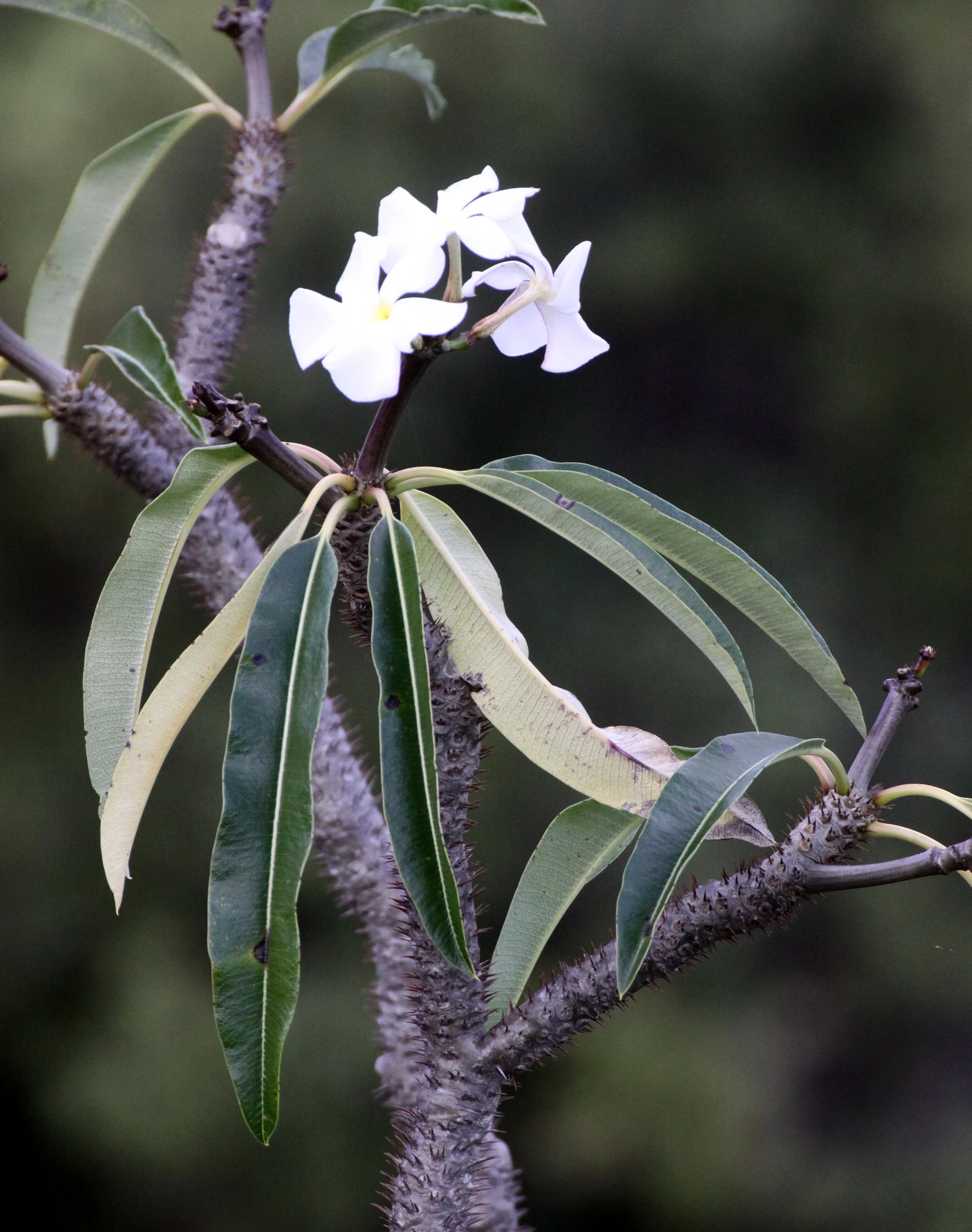 PLANT - PACHYPODIUM LAMEREI - ANDOHAHELA NATIONAL PARK MADAGASCAR (3).JPG