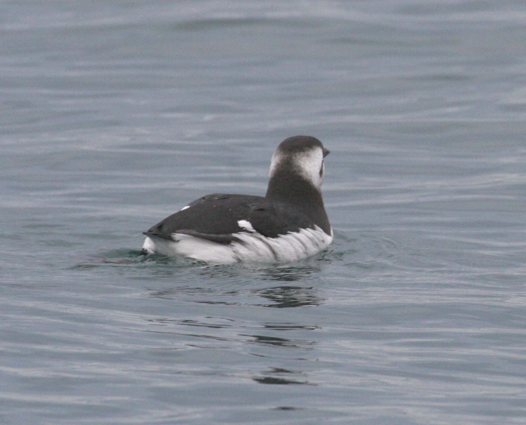 Uria aalge - COMMON MURRE - STRAIT OF JUAN DE FUCA WA (11).jpg